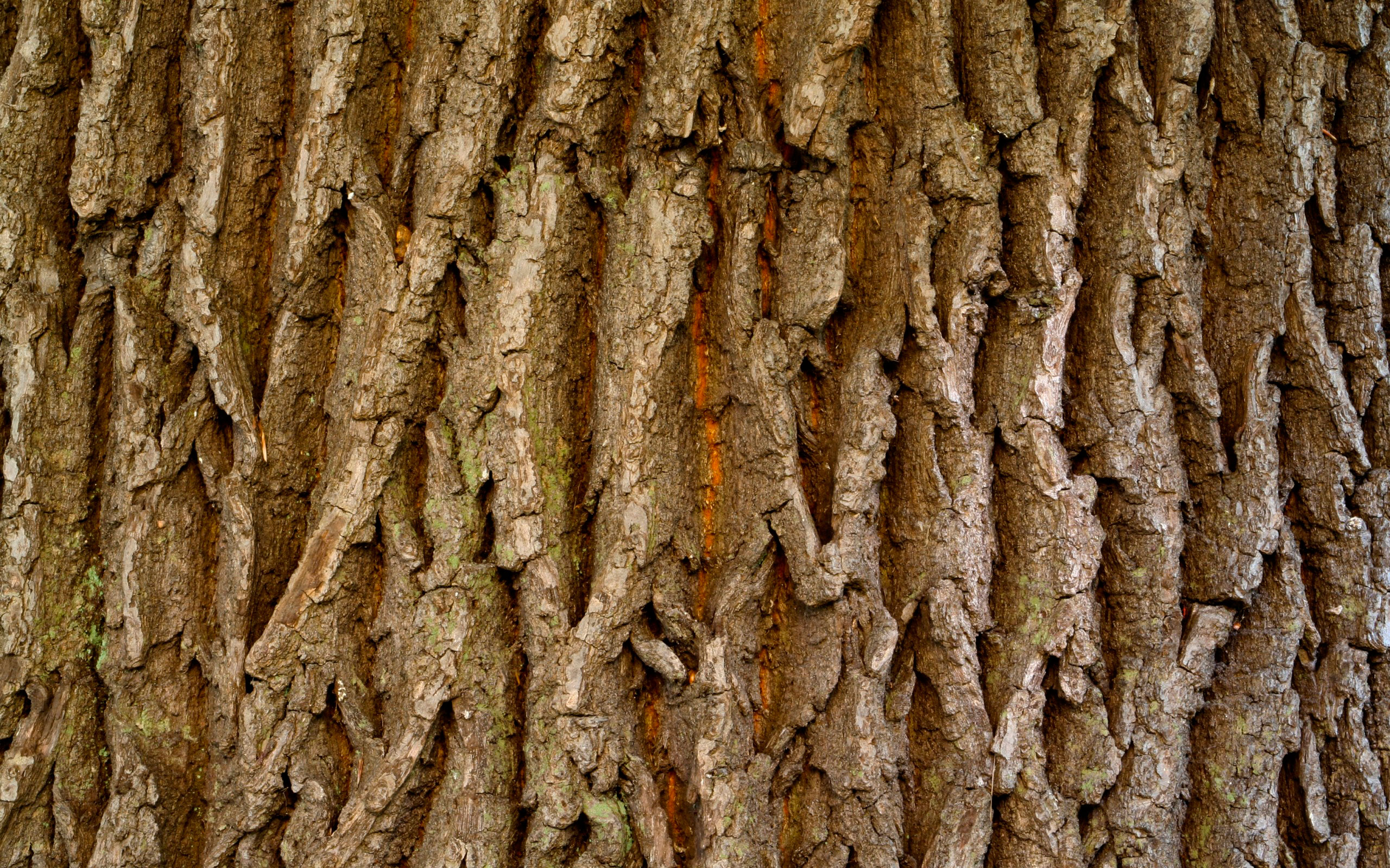 кора дерева текстура
