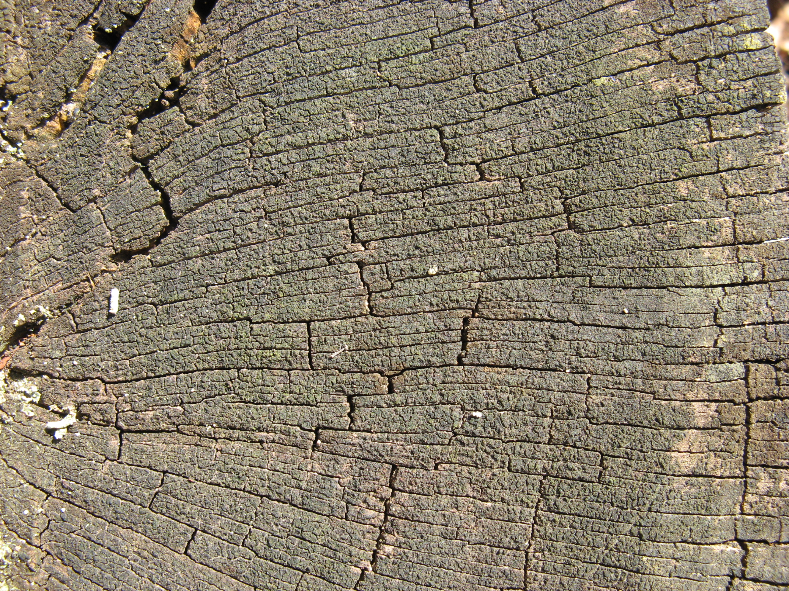 дерево текстура