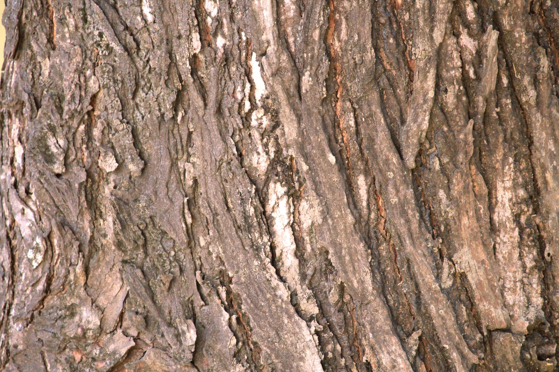 ствол дерева текстура