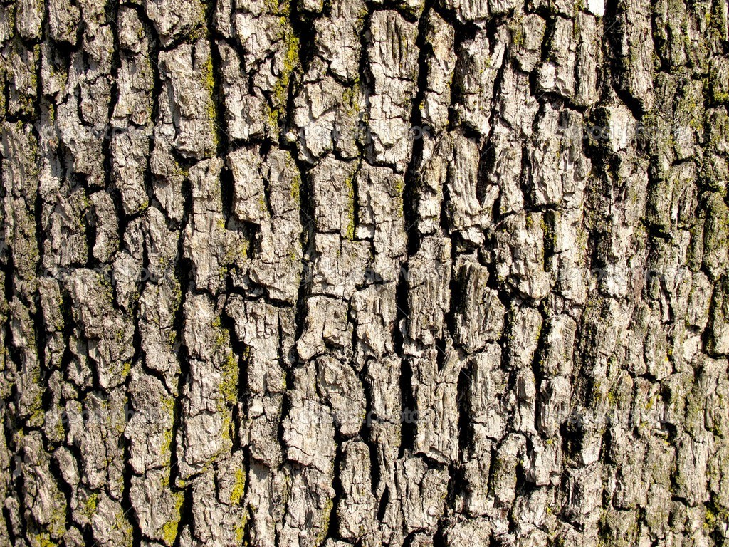 кора дерева текстура