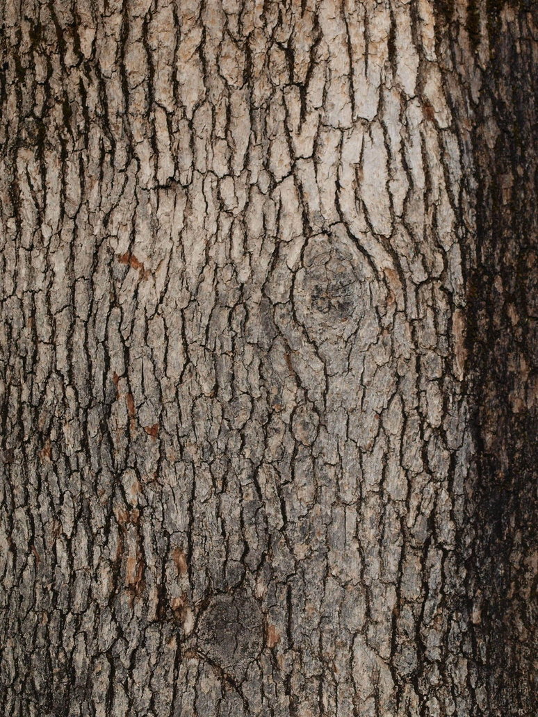 ствол дерева текстура