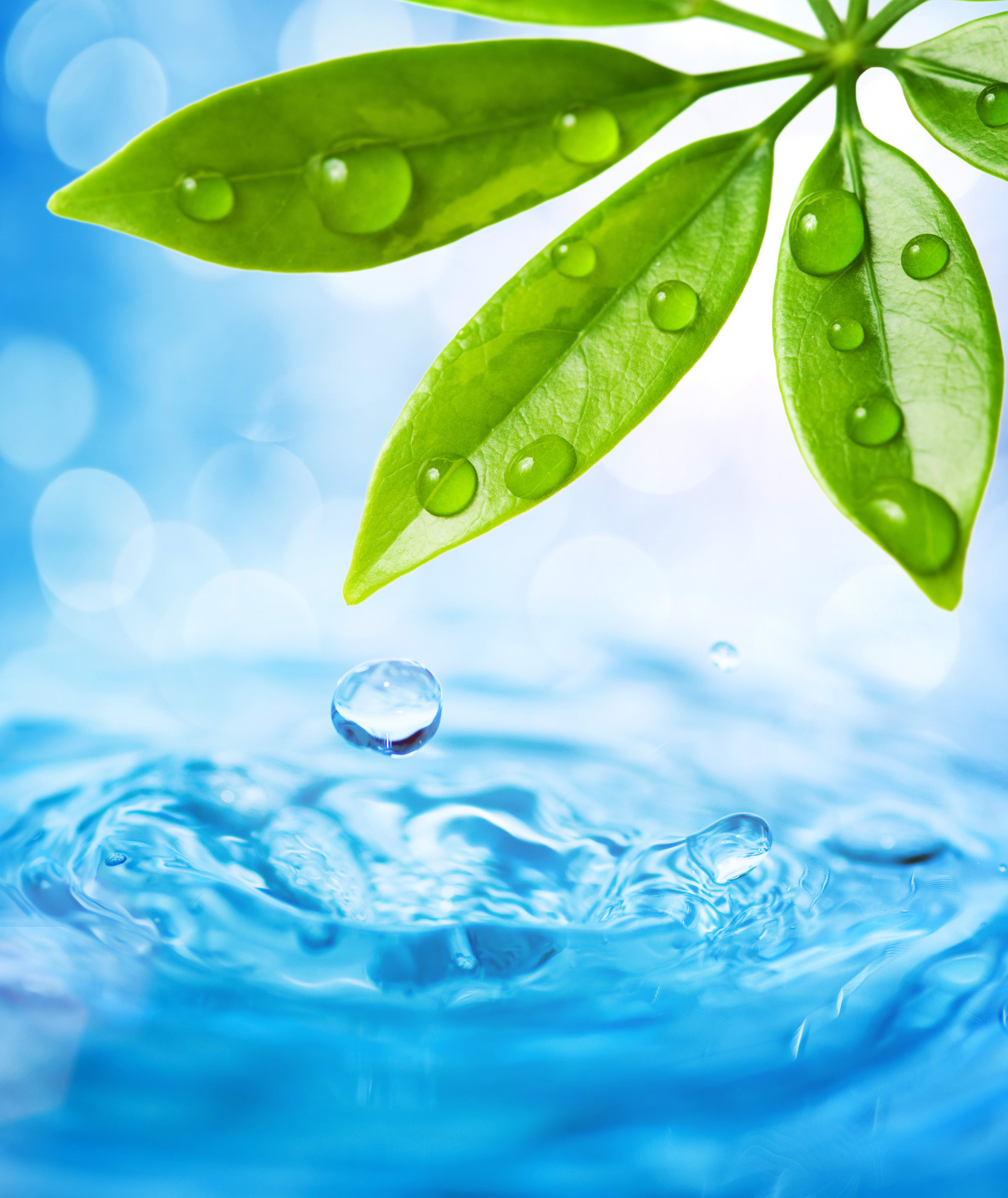 зеленые листья, drop water background, texture, капля воды, вода, текстура