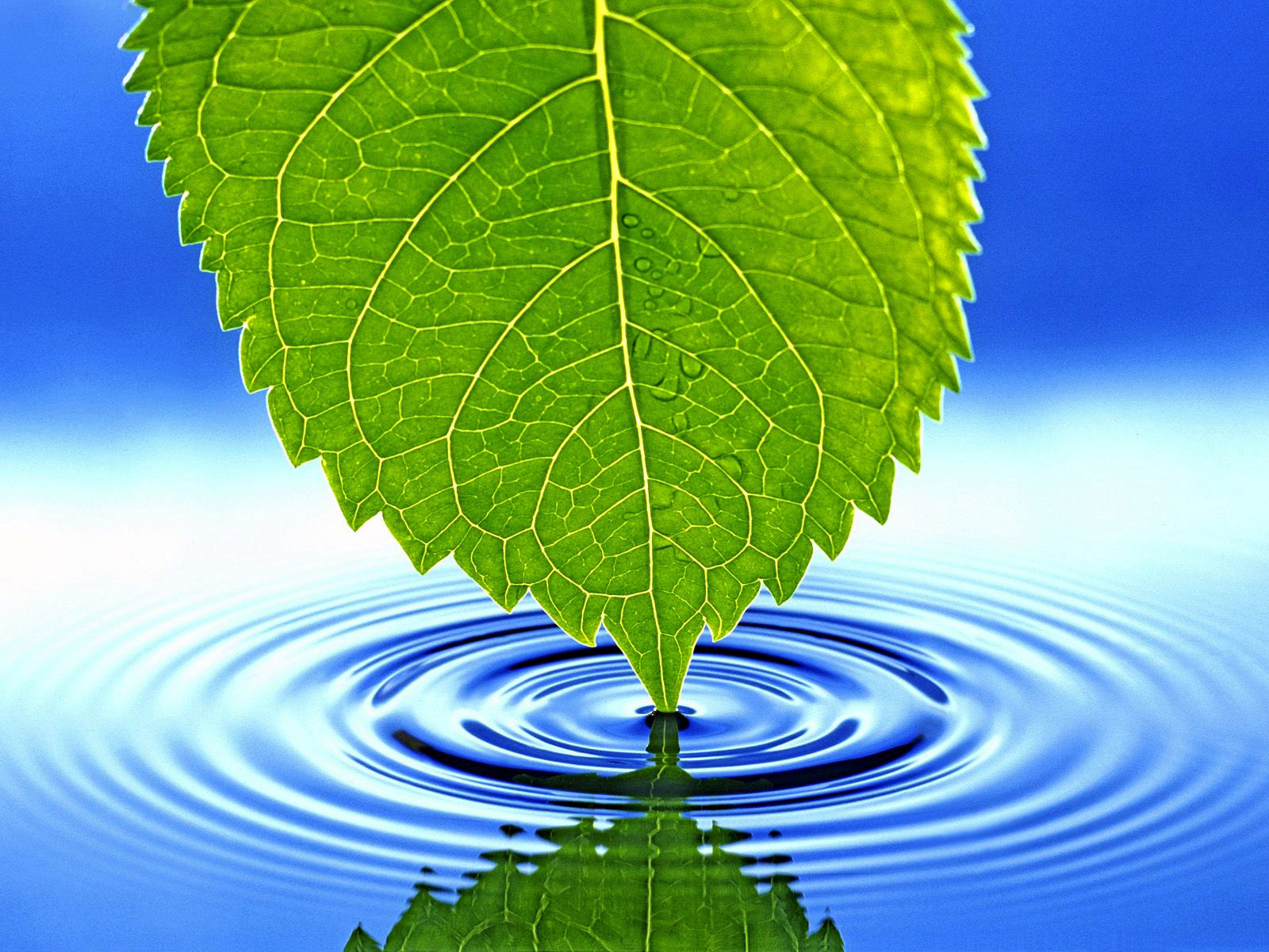 зеленый лист и рябь на чистой, голубой воде, фон, текстура, blue water