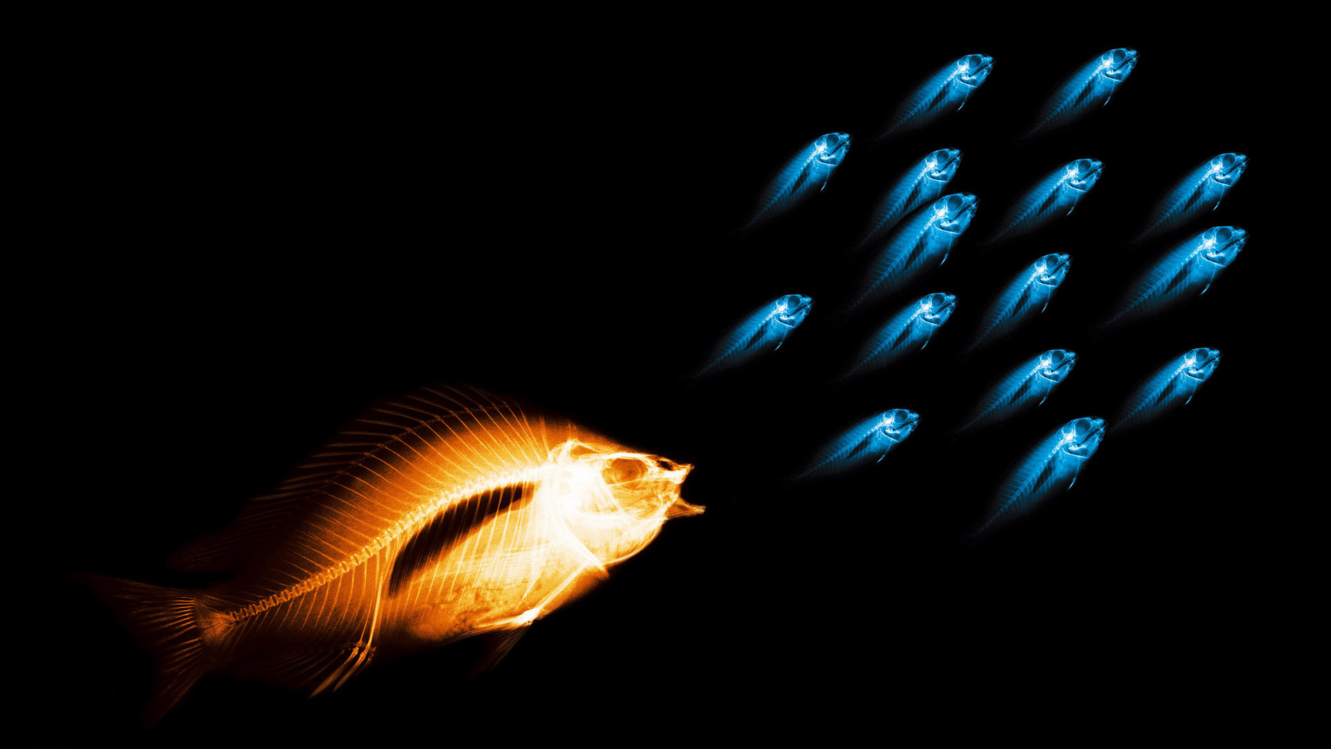 рыбы рентген, текстура, фон, скачать фото, fish x-ray texture background