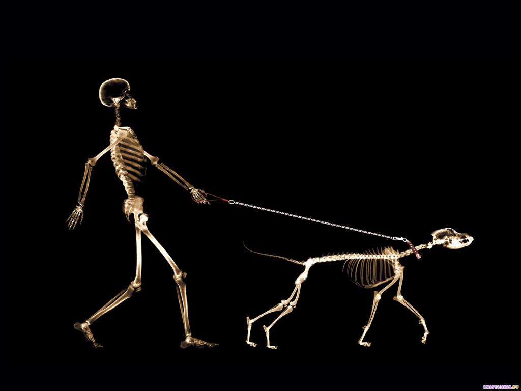 собака и человек, скелет рентген, текстура, фон, скачать фото, dog and man x-ray texture background