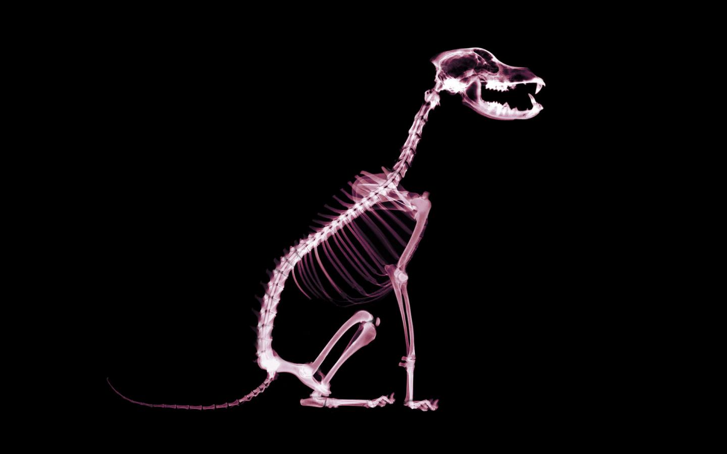 собака, скелет рентген, текстура, фон, скачать фото, dog x-ray texture background