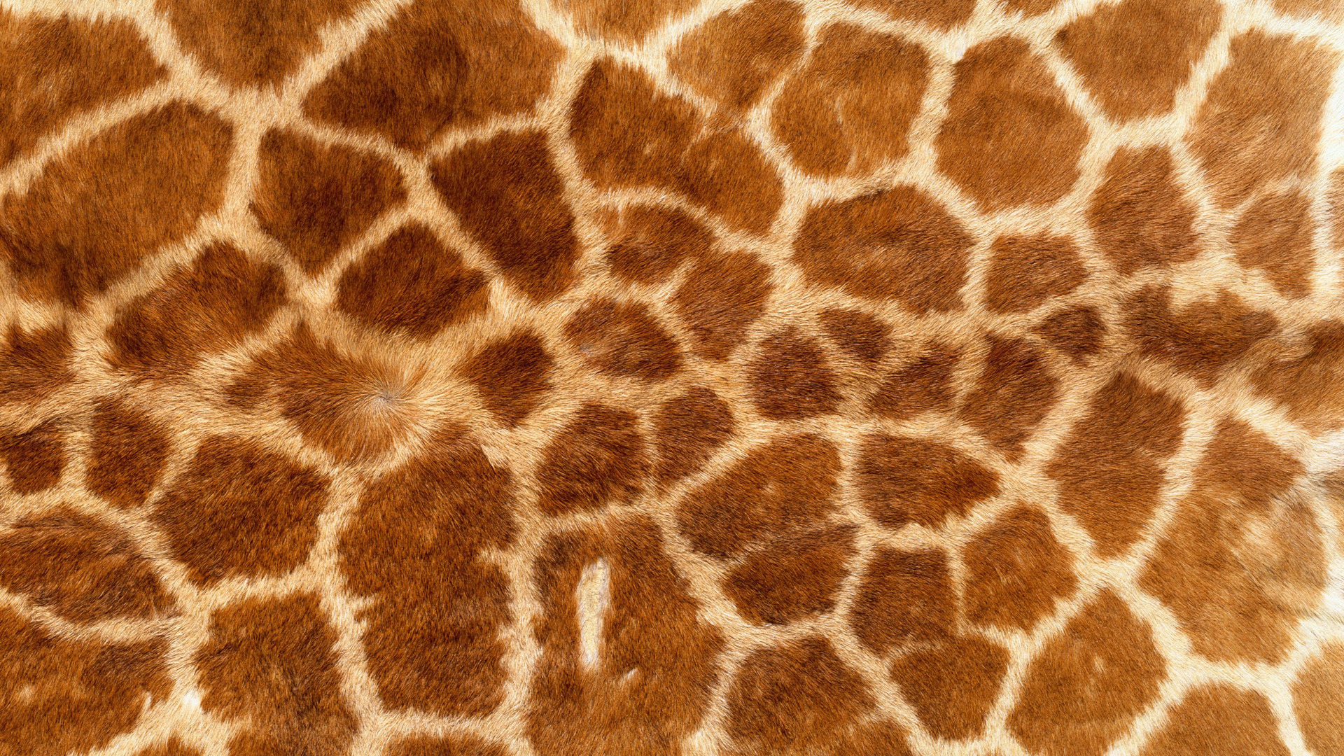 animal texture, skin, giraffe, download photo