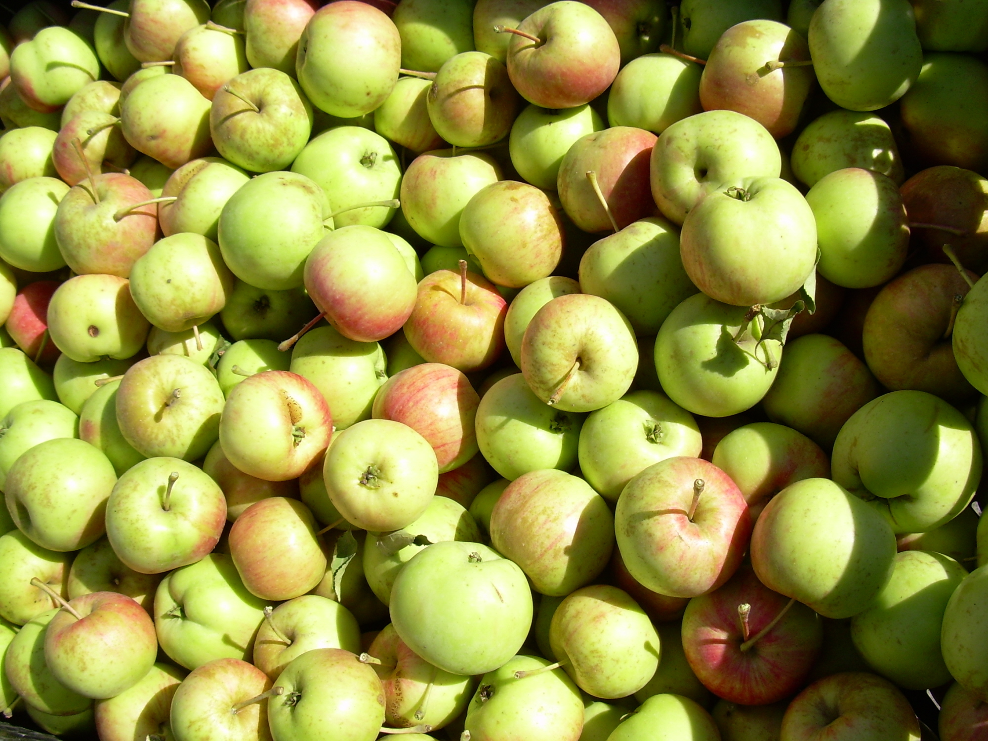 Яблоко свежесть. Яблоко. Яблоки свежие. Урожай яблок. Яблоки сезонные зеленые.