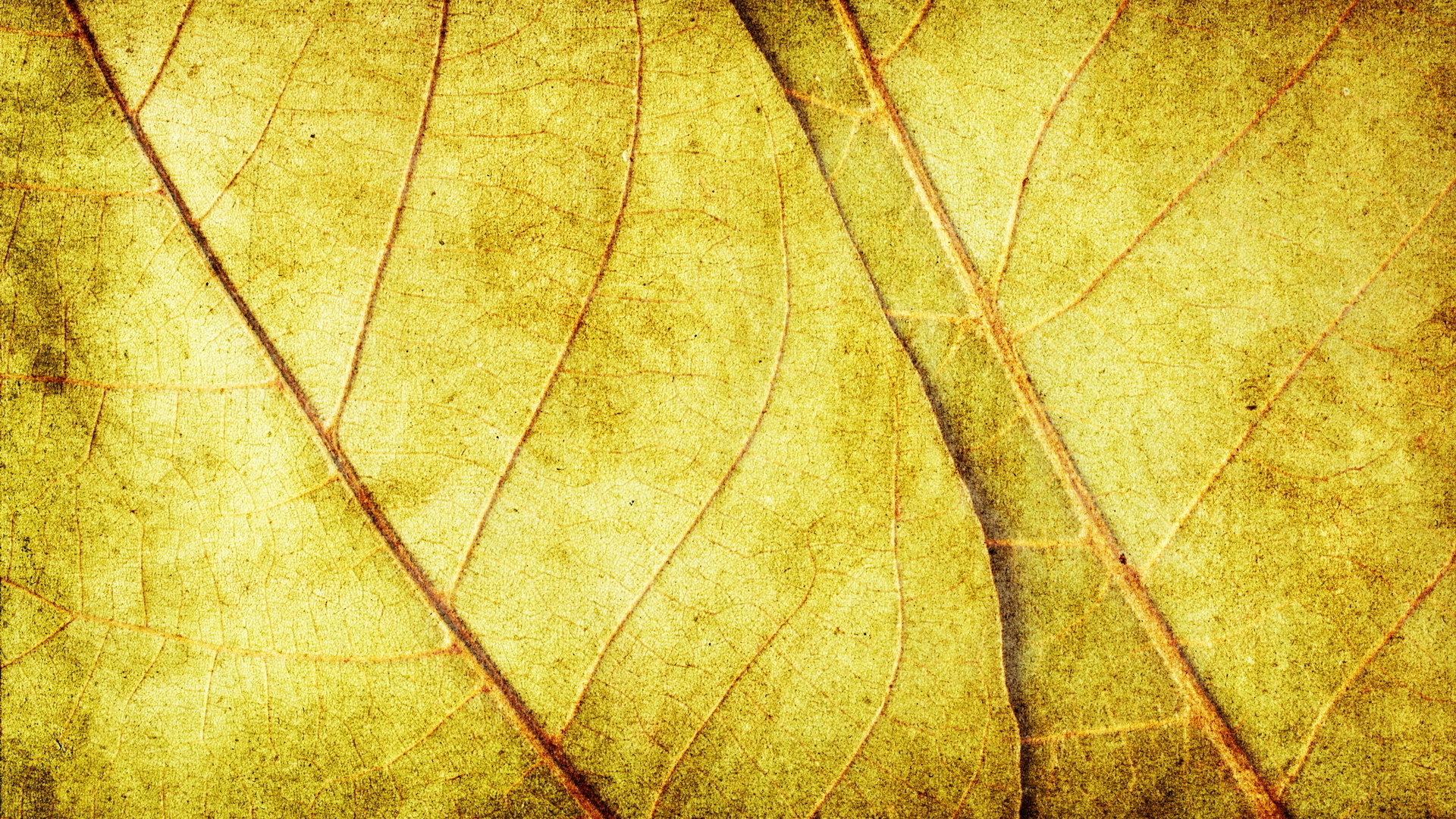 yellow dry leaves, download photo, background, texture