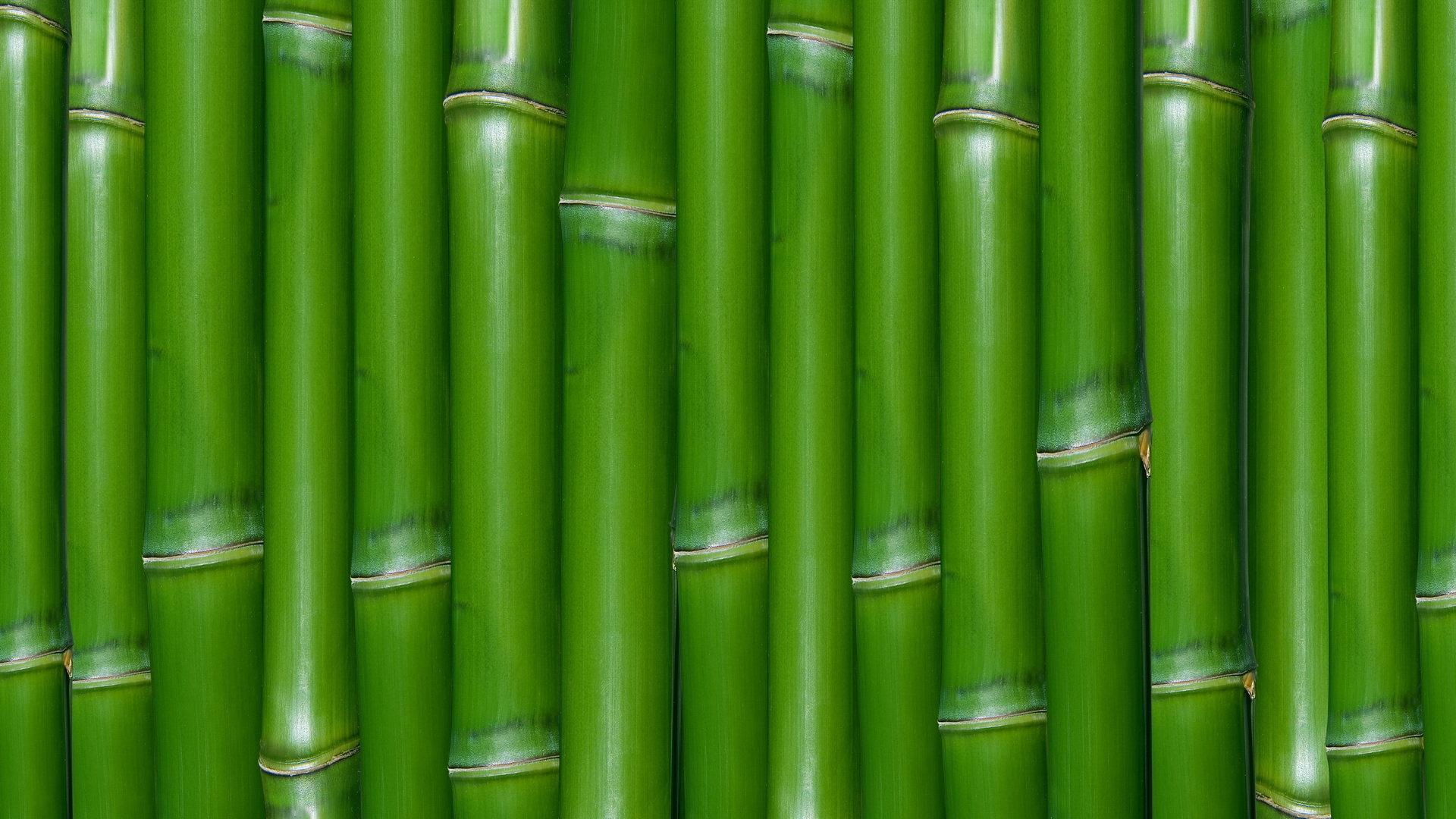 green bamboo, texture bamboo , green bamboo texture, photo, background