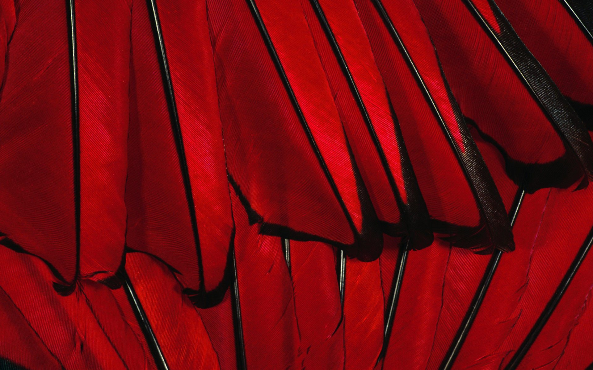 red feather texture, download photo, background, red , , texture
