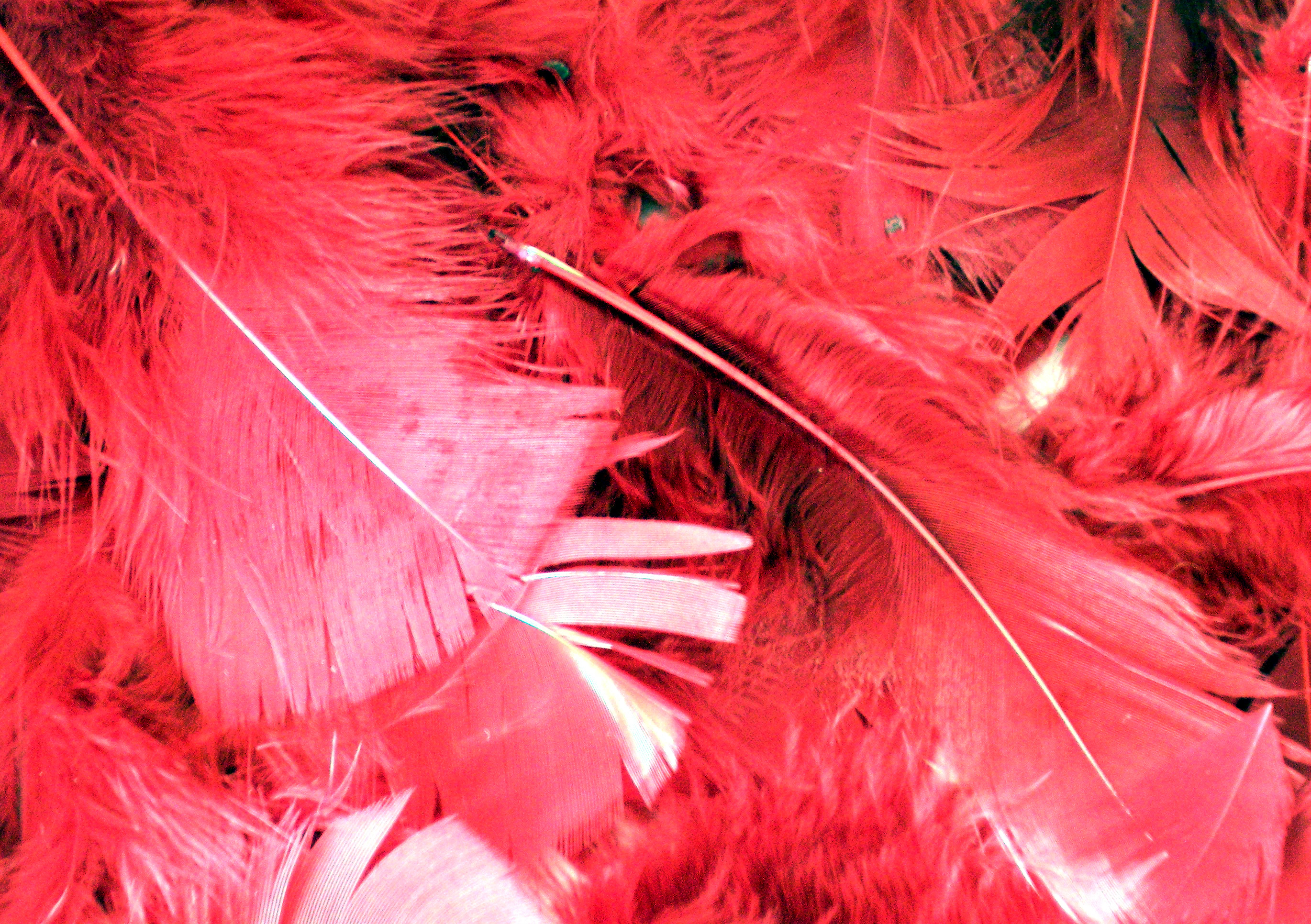  , , texture feather, download background, photo, image, pink flamingo feathre background texture