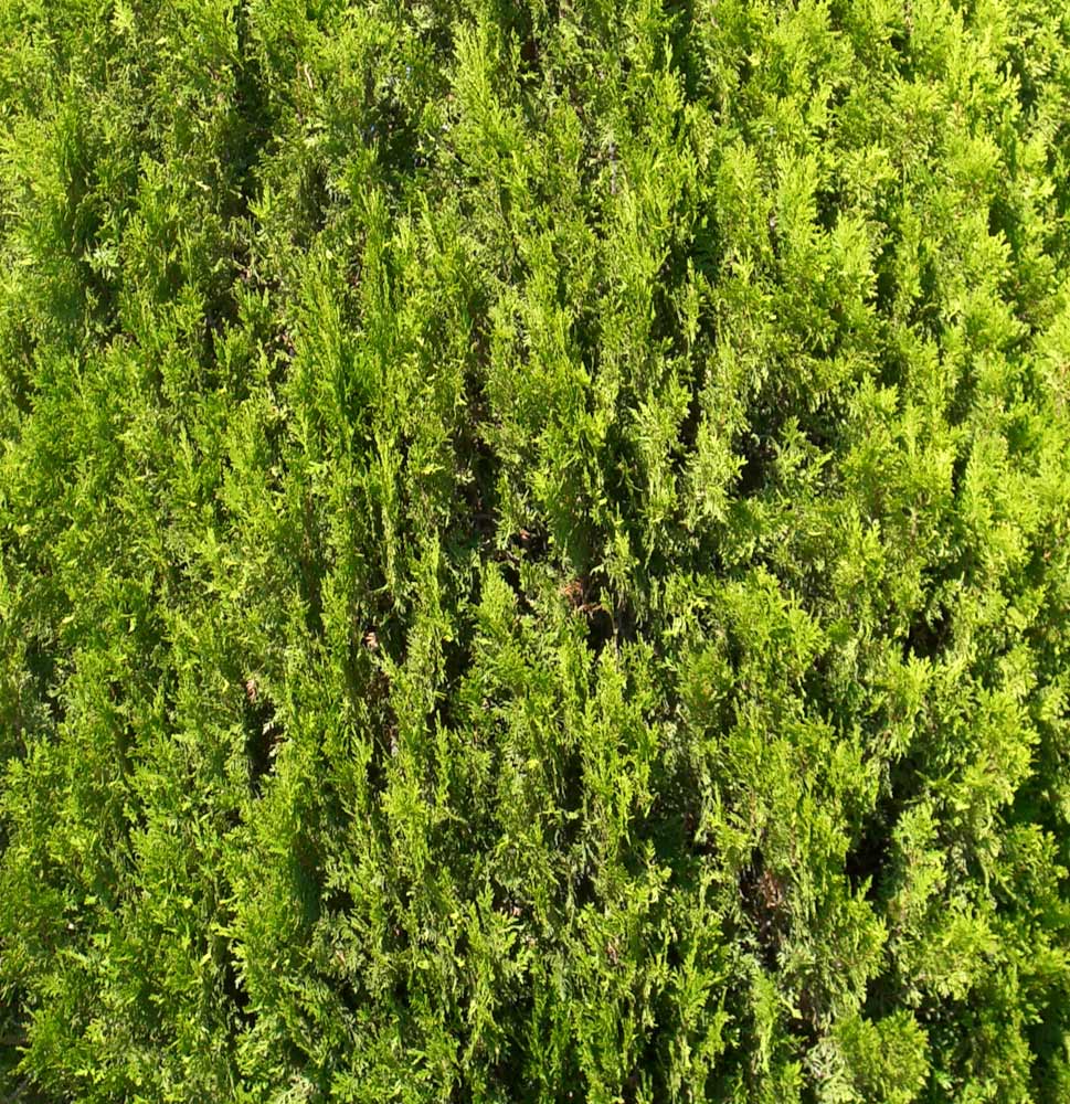 Fir tree texture background