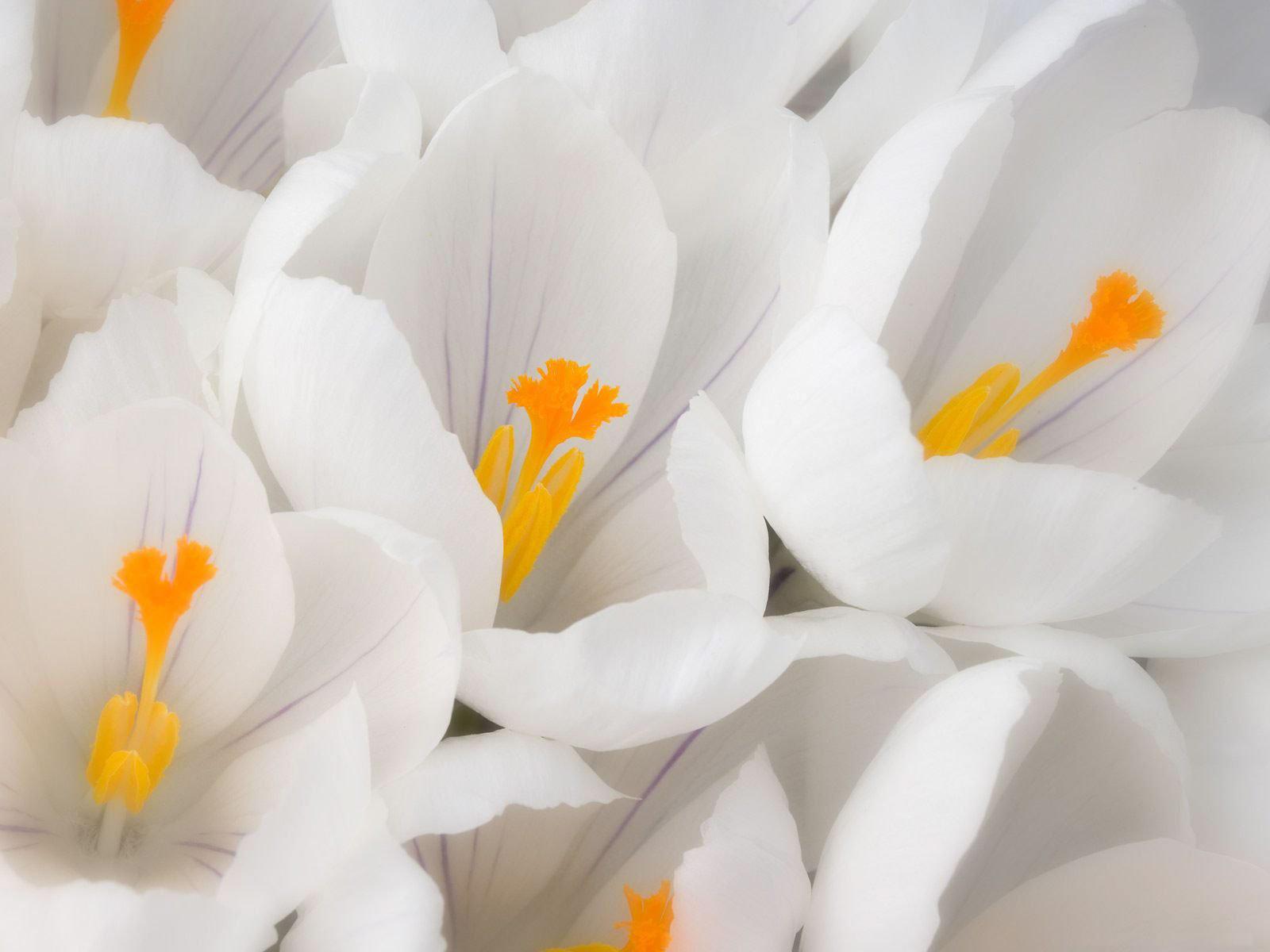 white , texture, flowers, flower background, flower texture