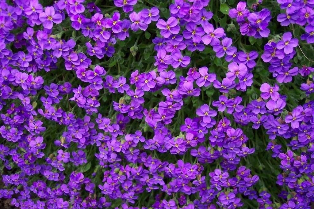 Purple flowers, texture, flowers, flower background, flower texture