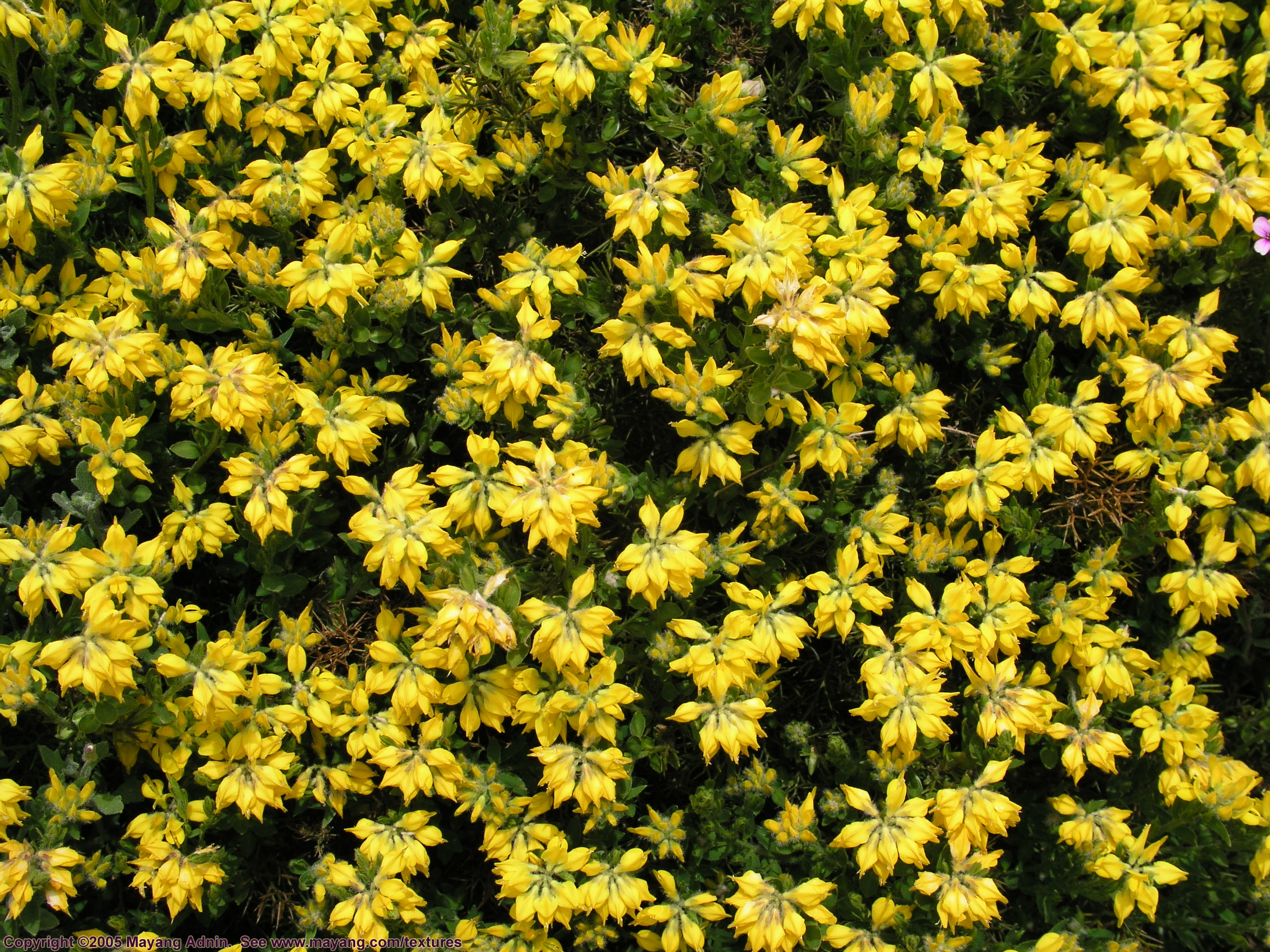 yellow texture flowers, flower background, flower texture