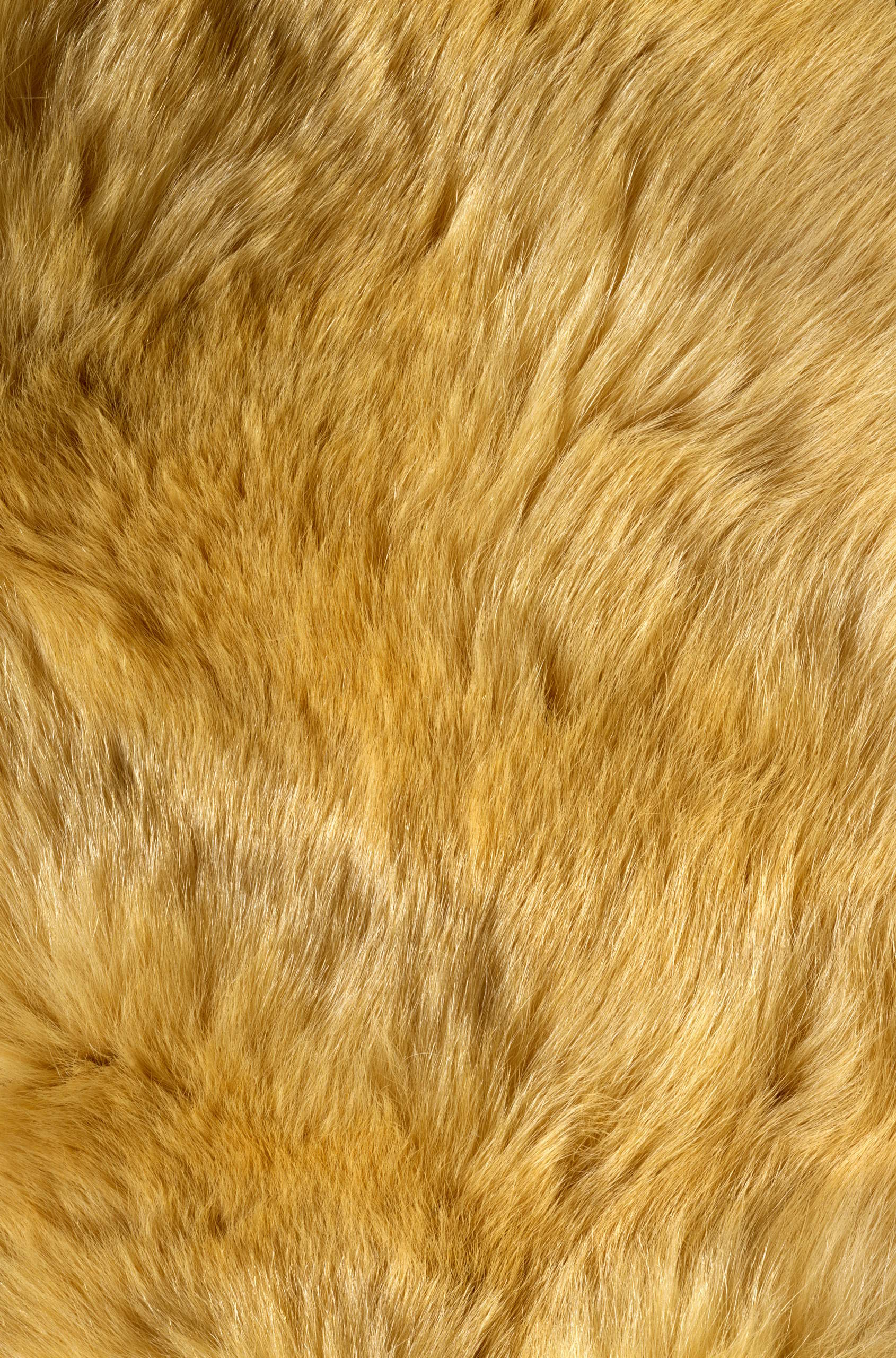 , texture fur, yellow fur texture background, background