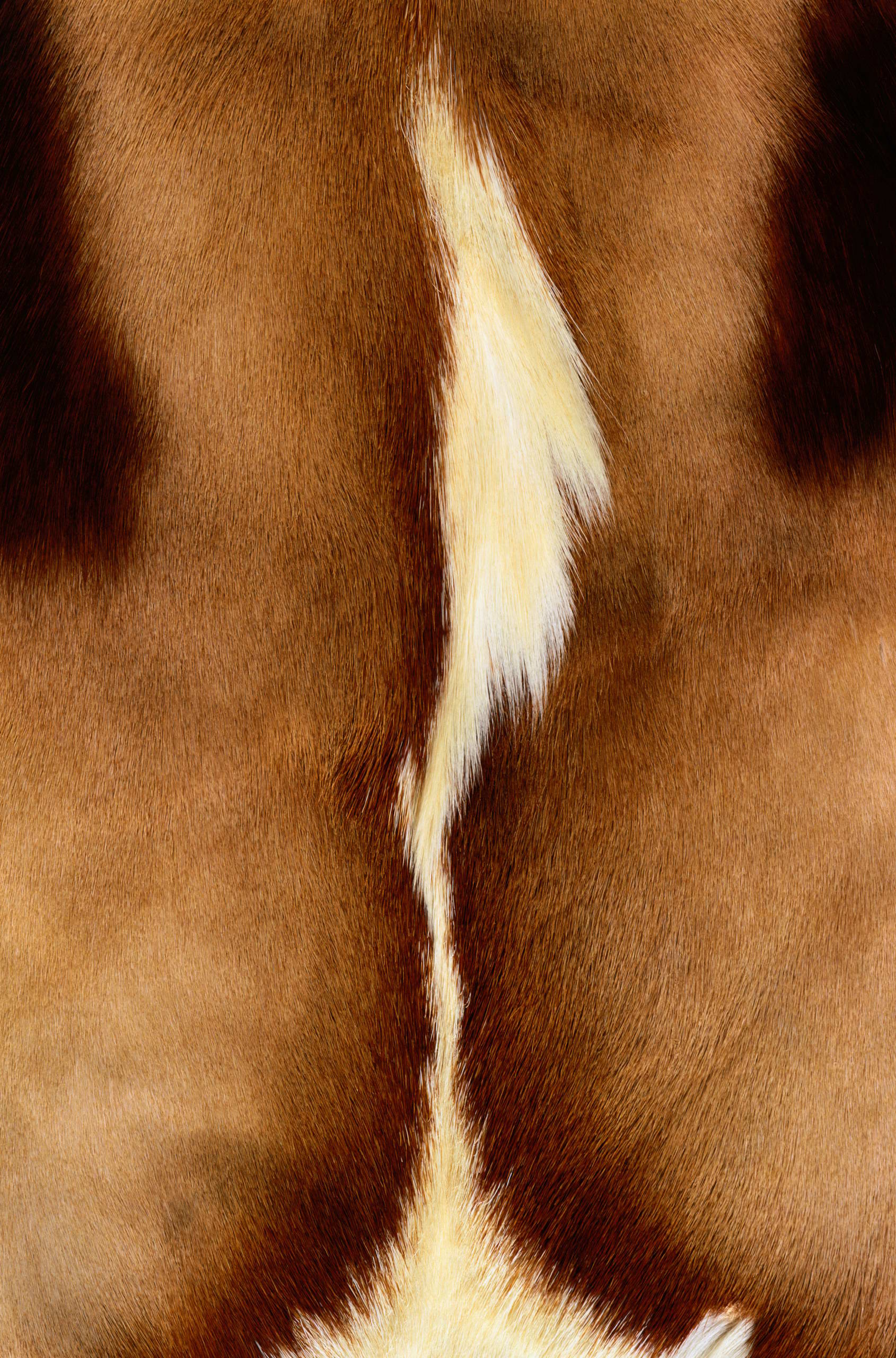  , skin , texture fur, fur texture background, background