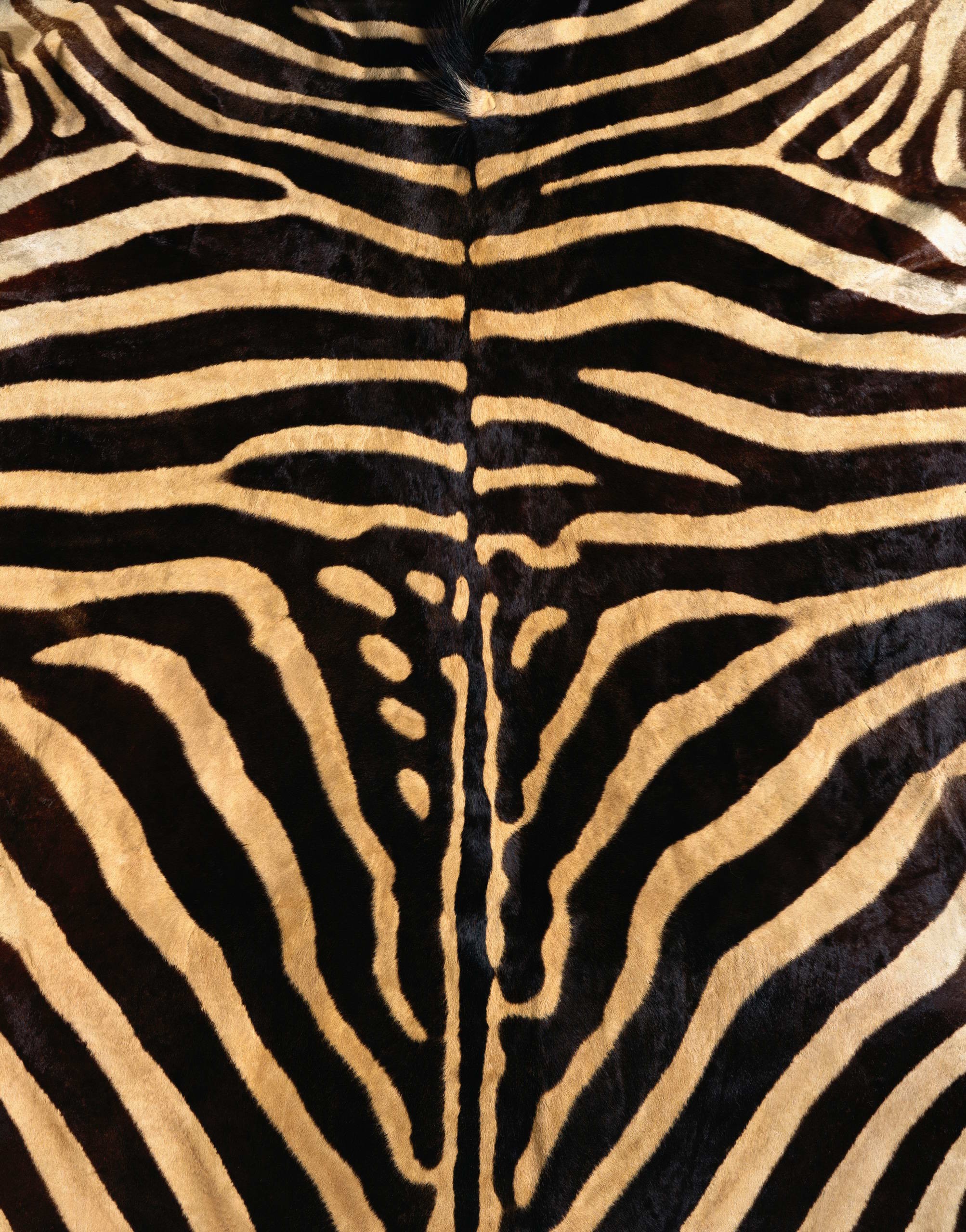  , texture fur, zebra fur texture background, background