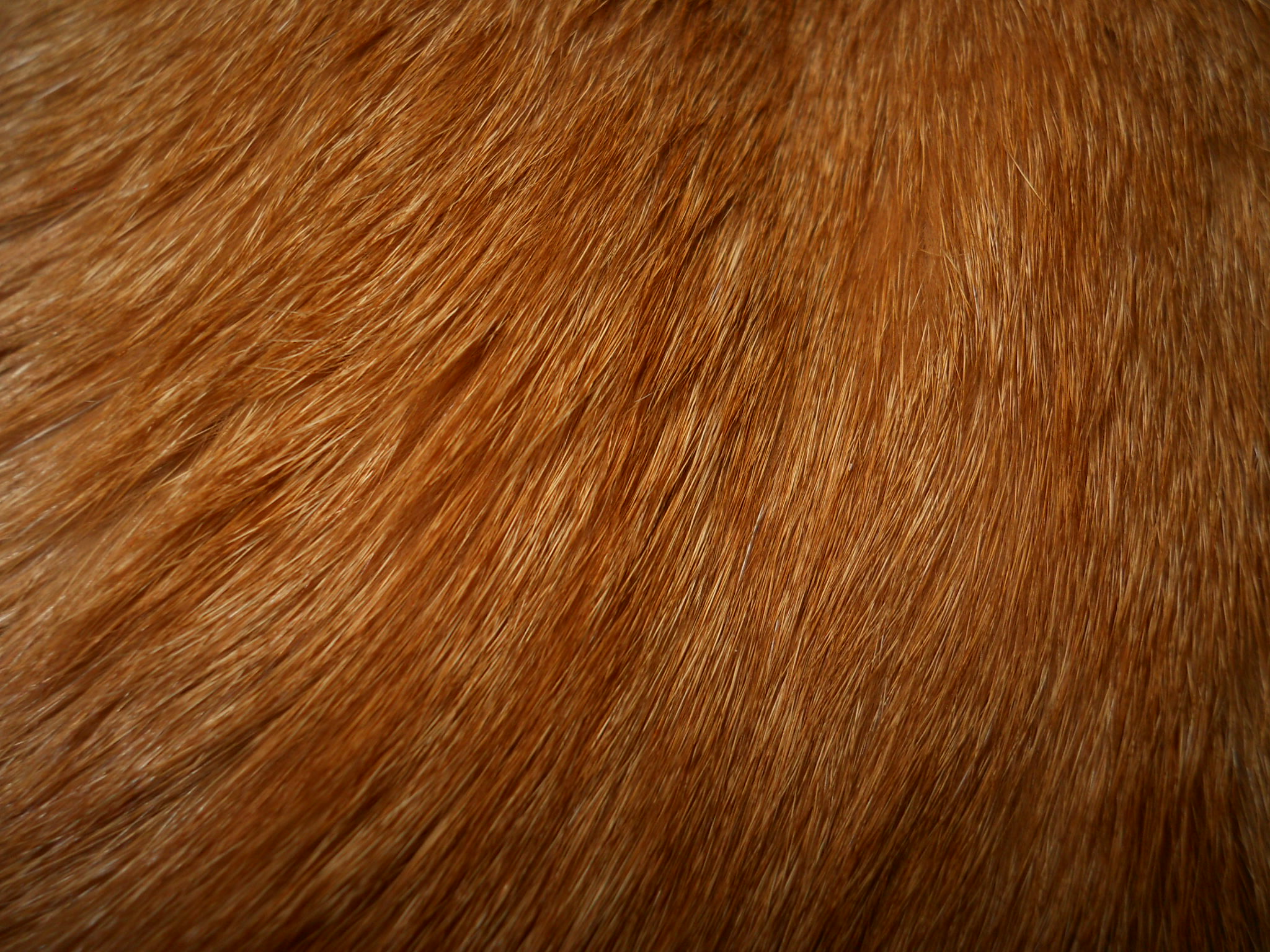 , texture fur, fur texture background, background