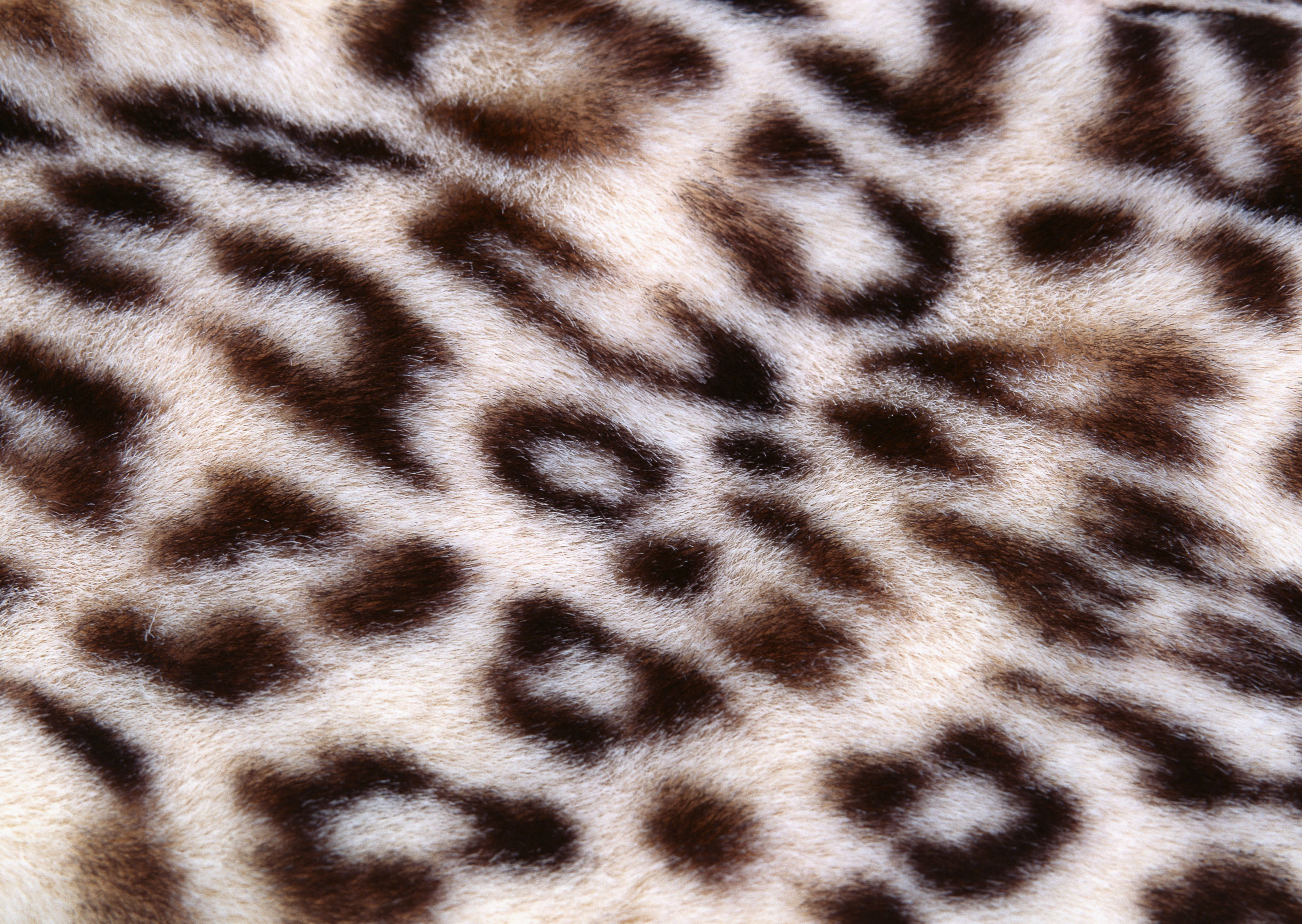 Leopard fur texture background image