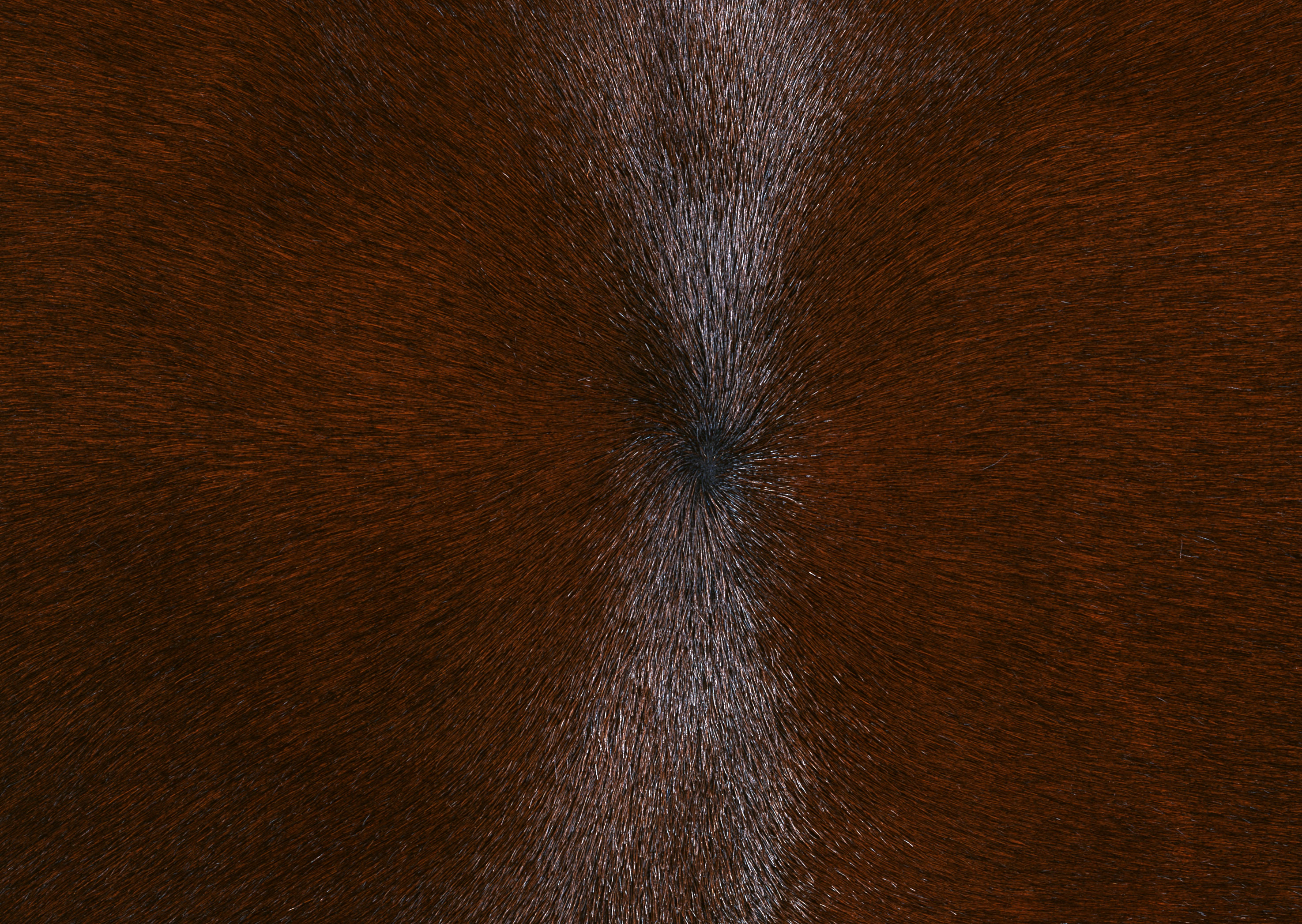 Fur texture background image