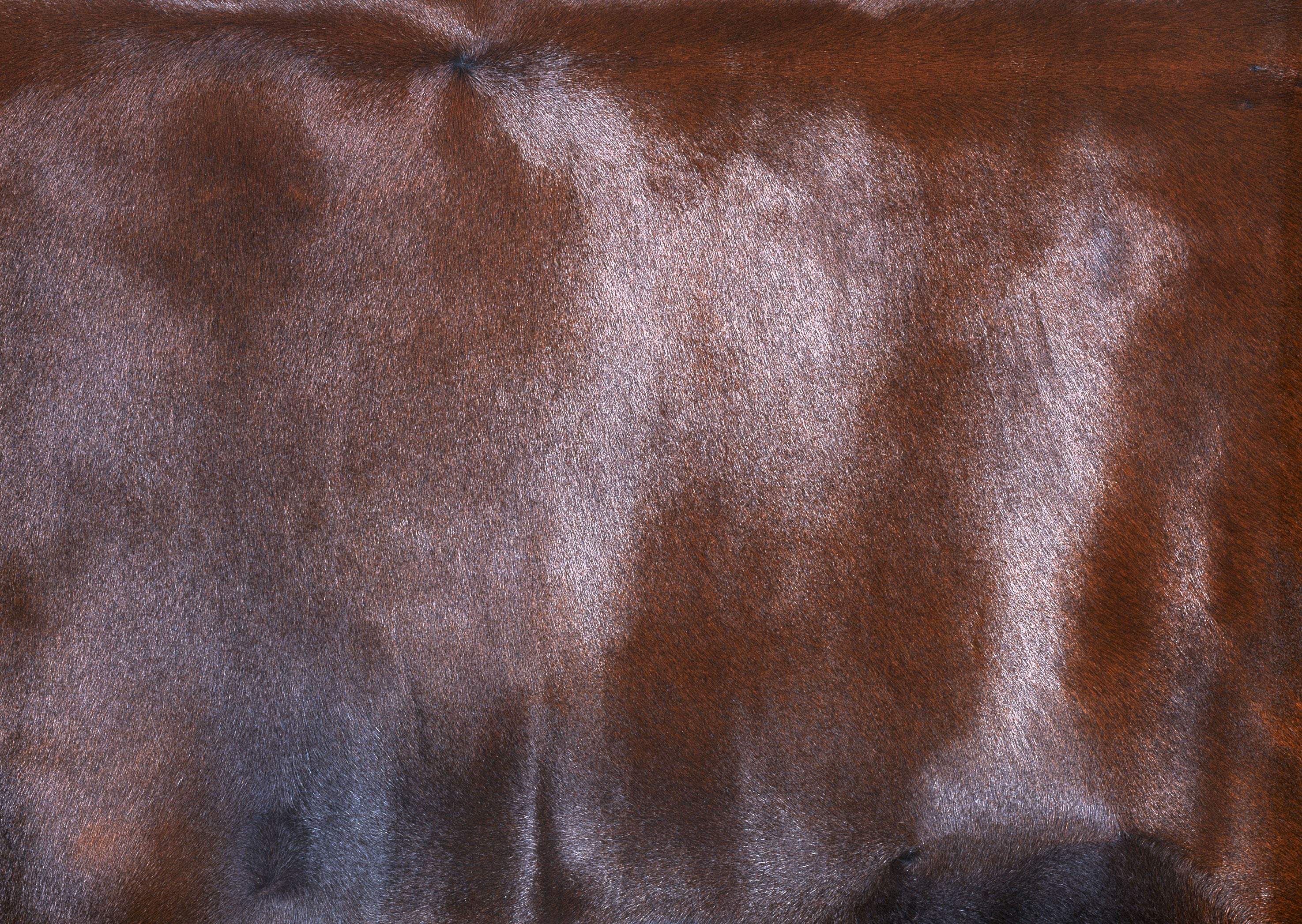 Fur texture background image