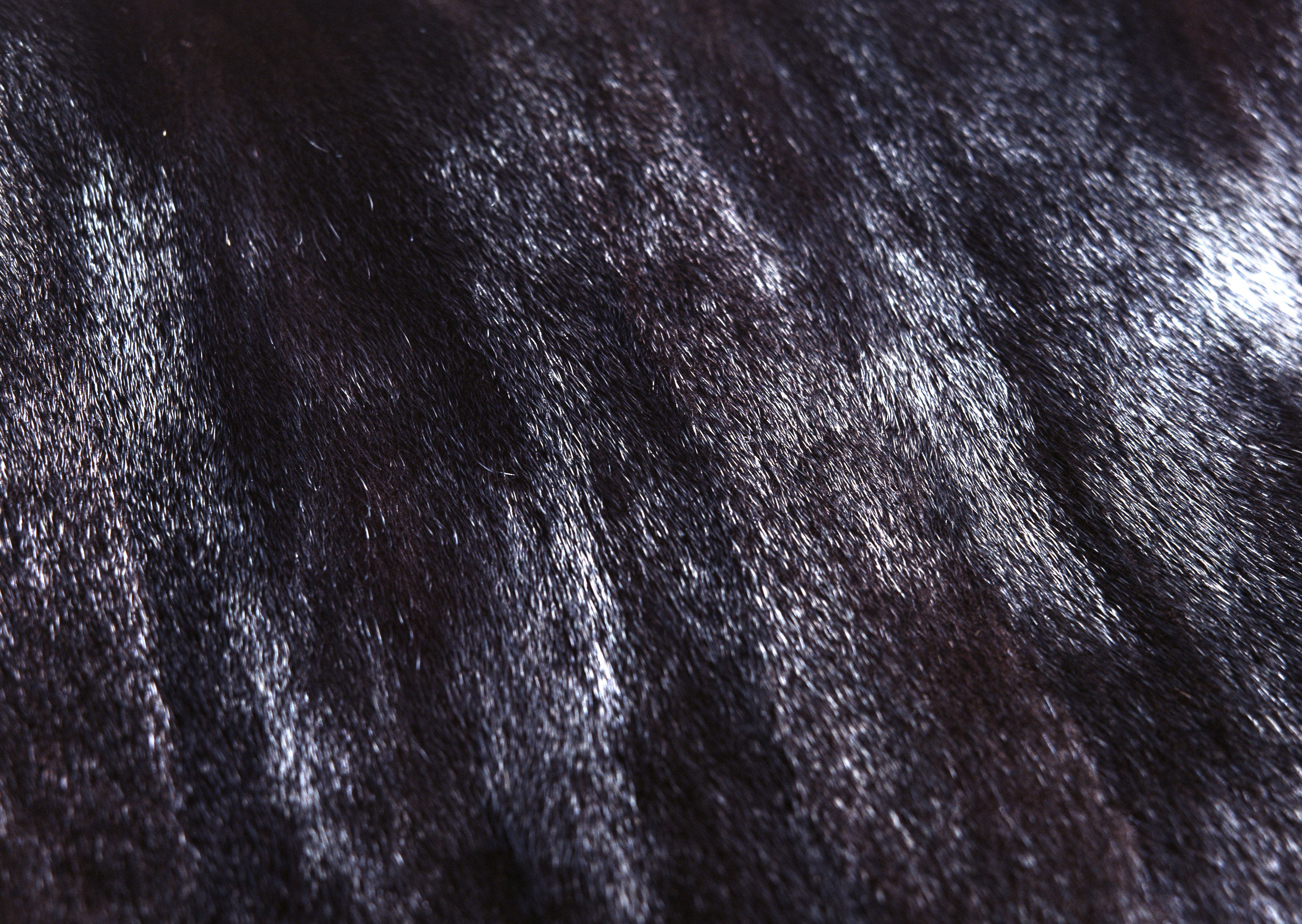 Fur texture background image