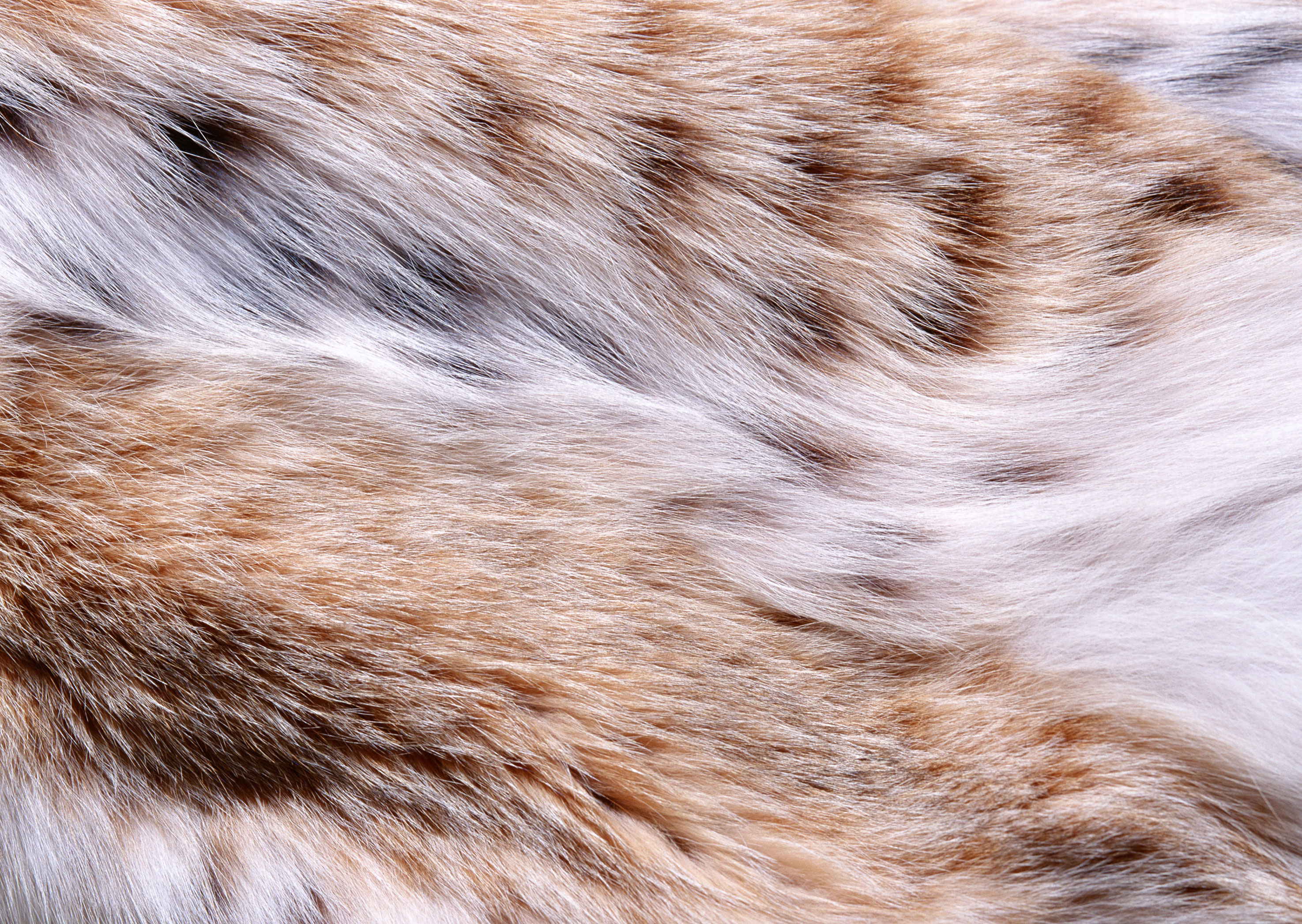 Texture images: Fur.