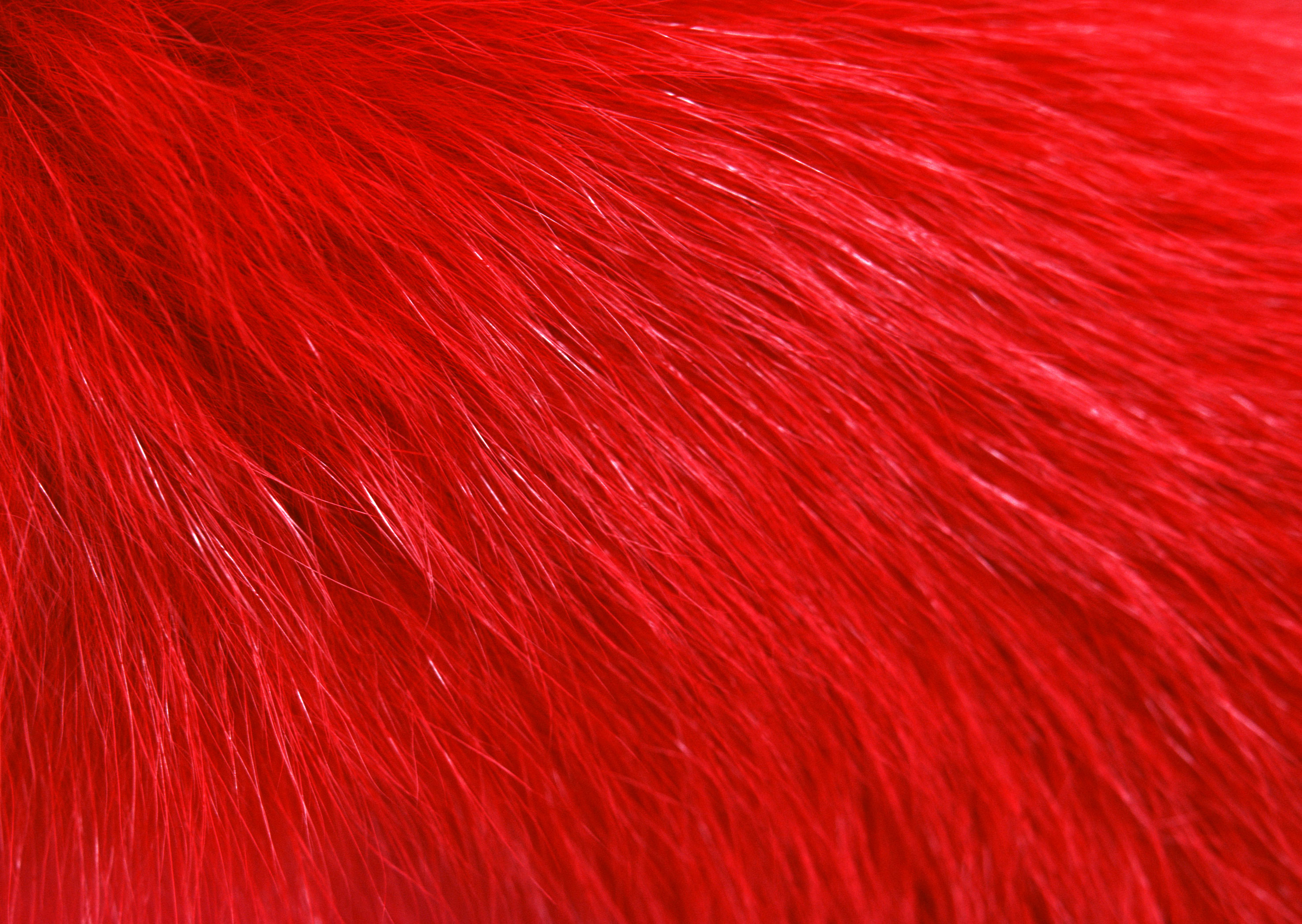 Red fur texture background image