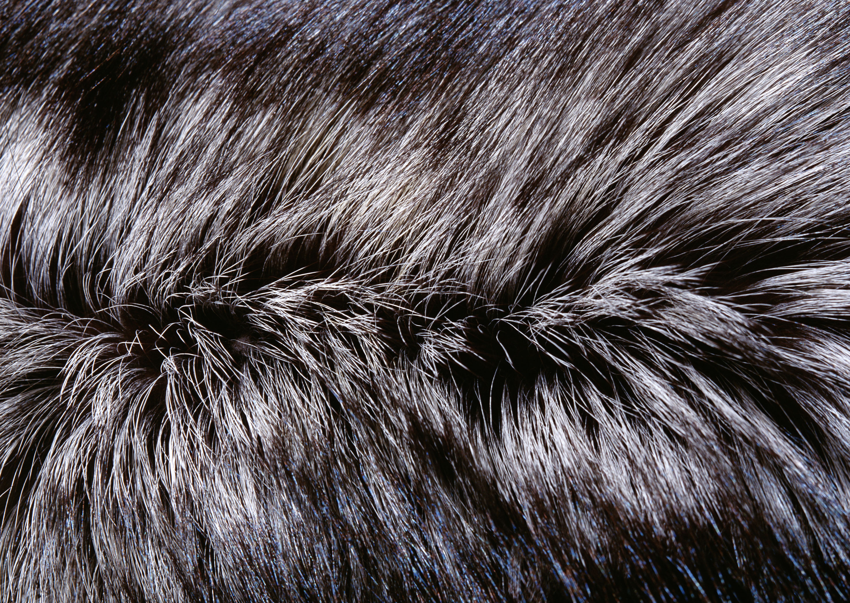 Natural fur texture background image