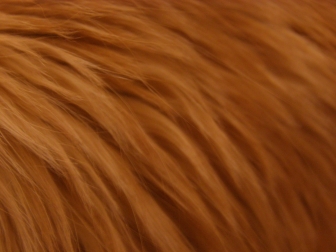  , , texture fur, orange fur texture background, background