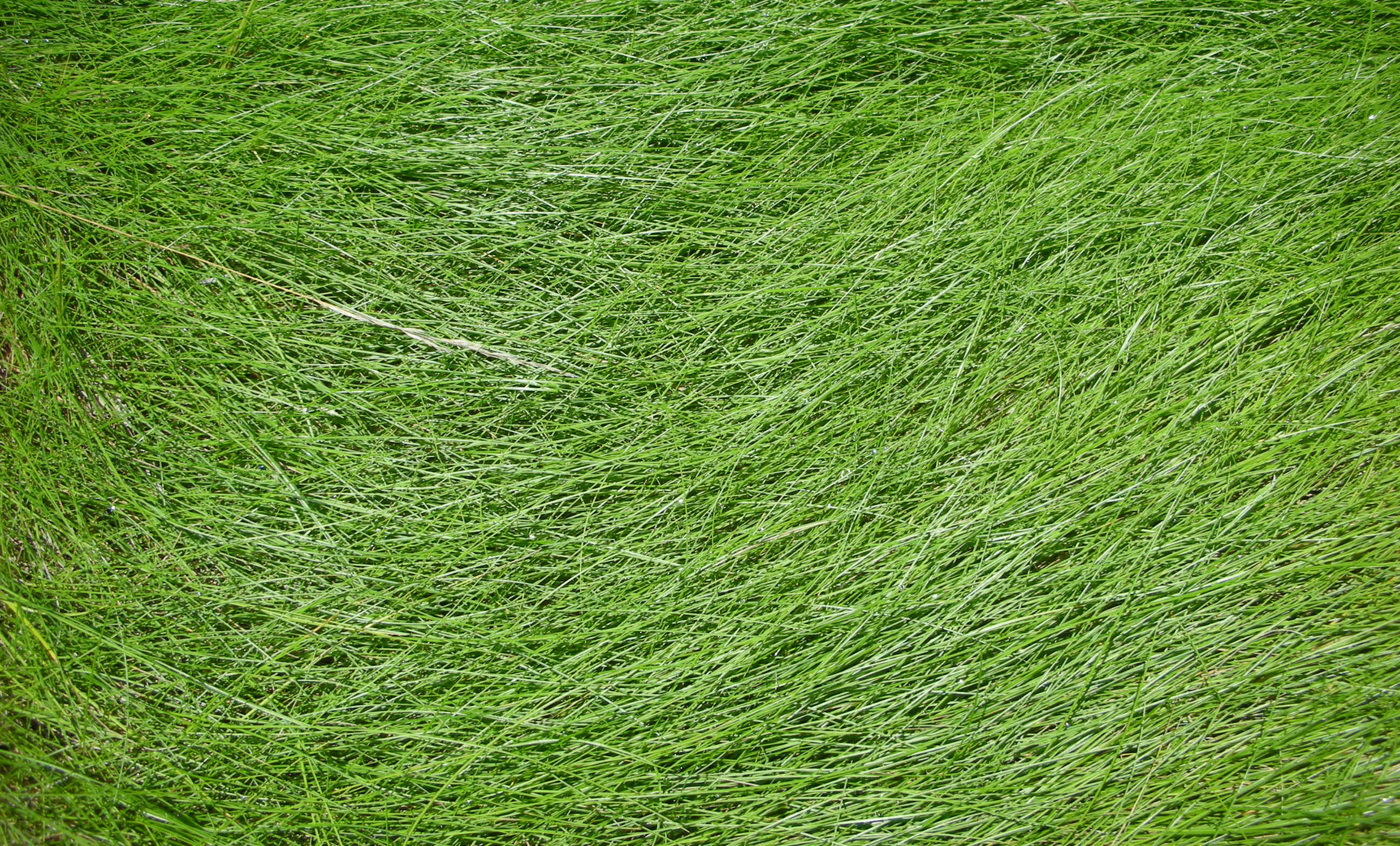 green grass, background, texture, download photo, green grass texture