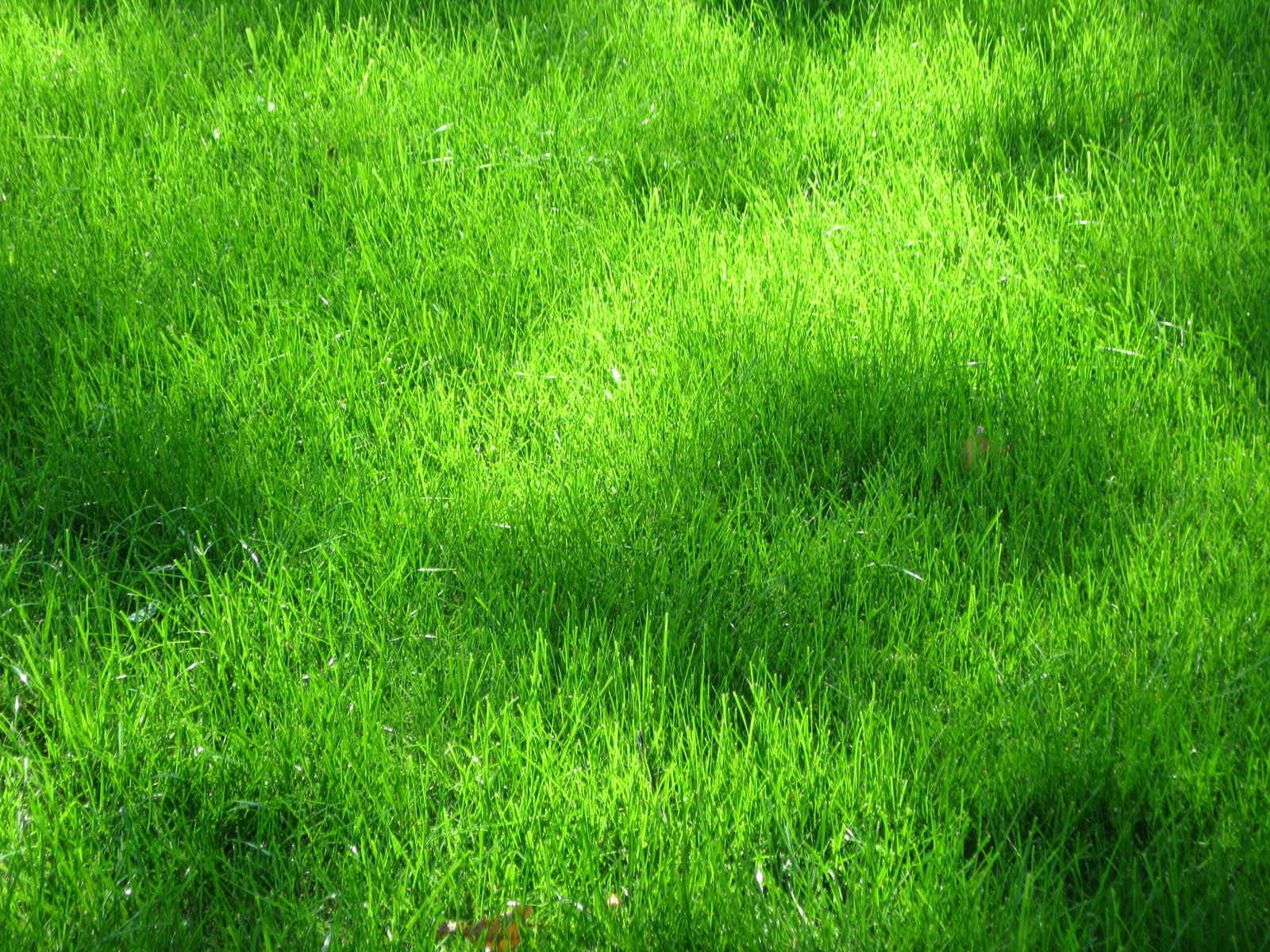 green grass texture, texture download photo, background, green grass