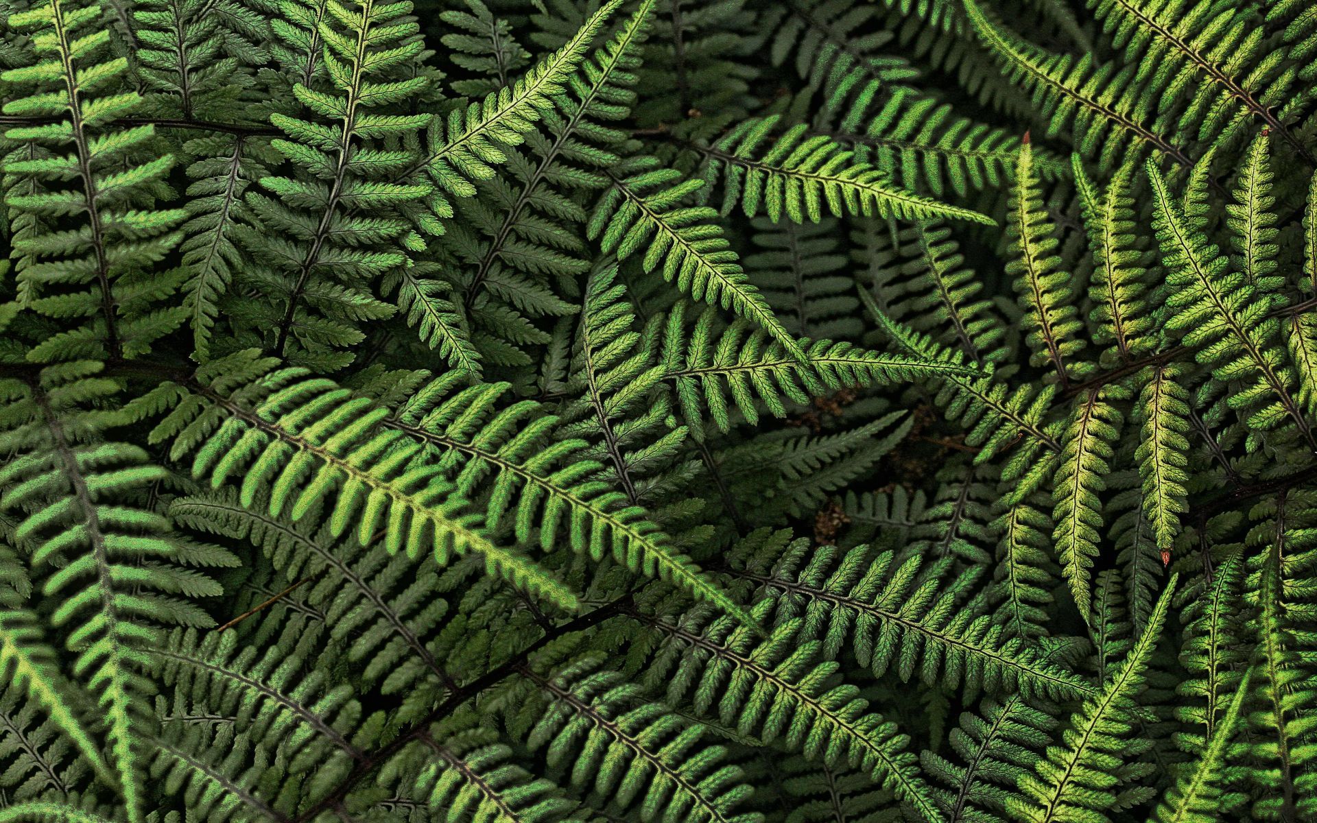 fern branches, download photo, green background, texture