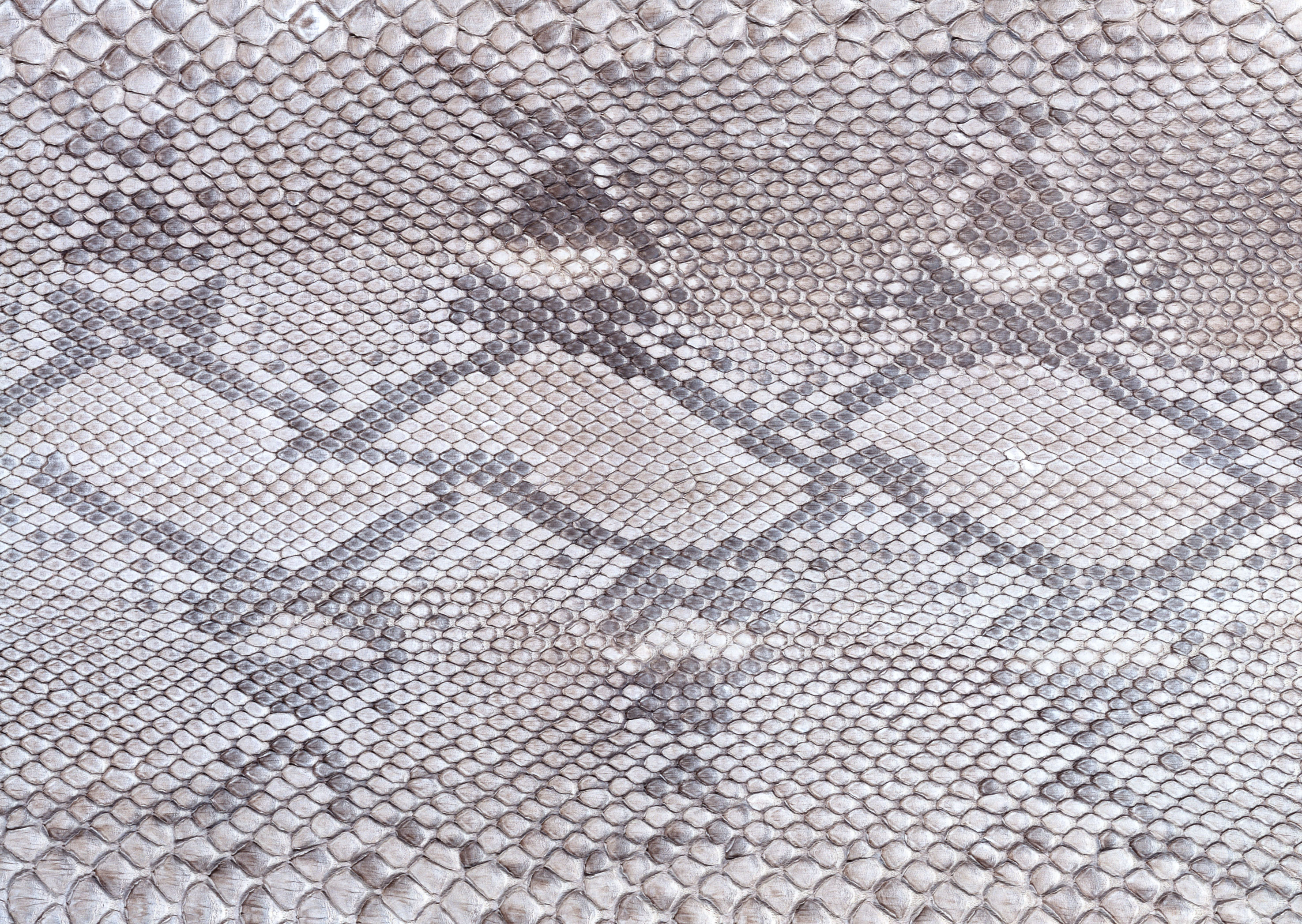 Gray snake leather texture background image download, snakes