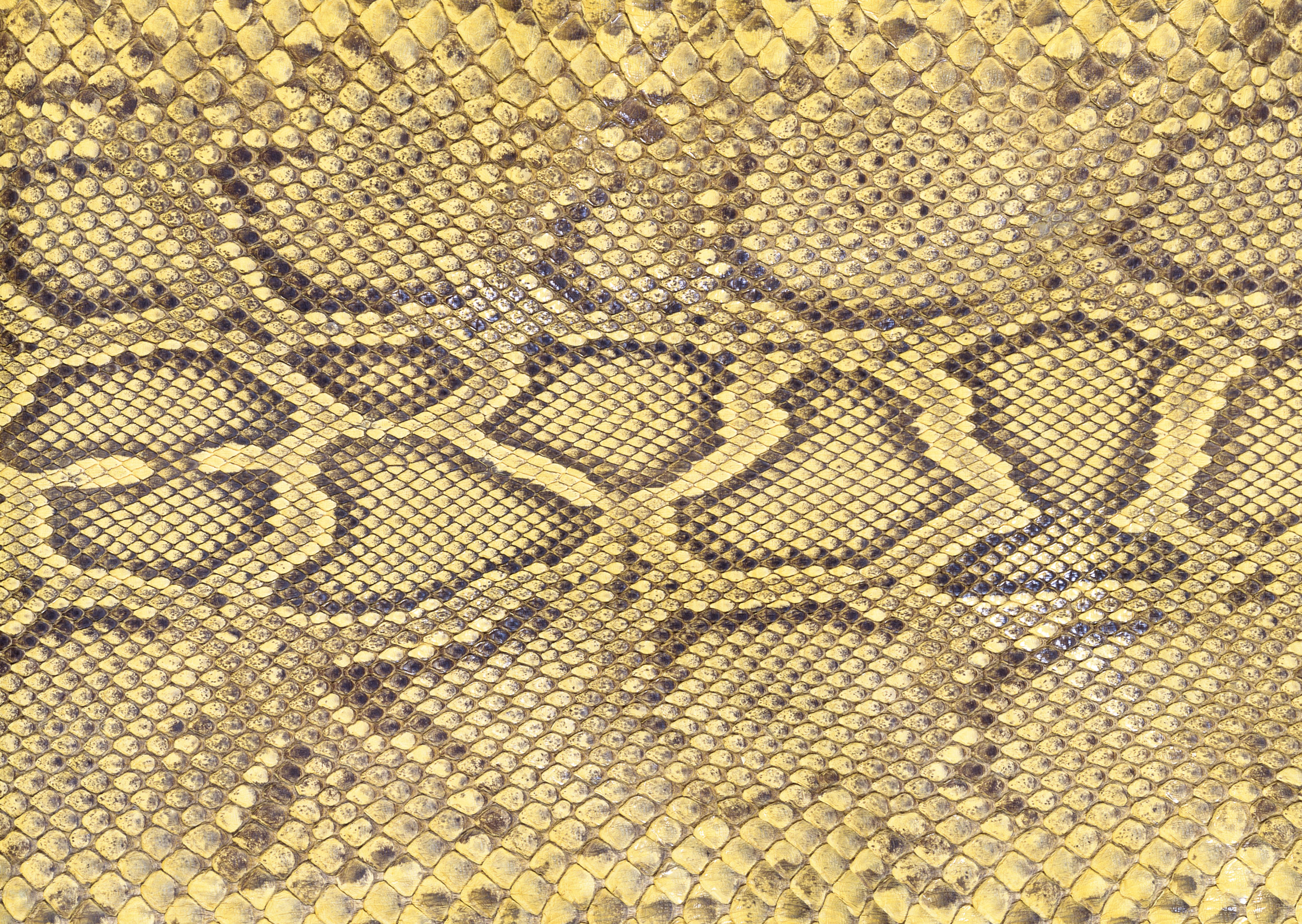 Snake leather texture background image download, snakes