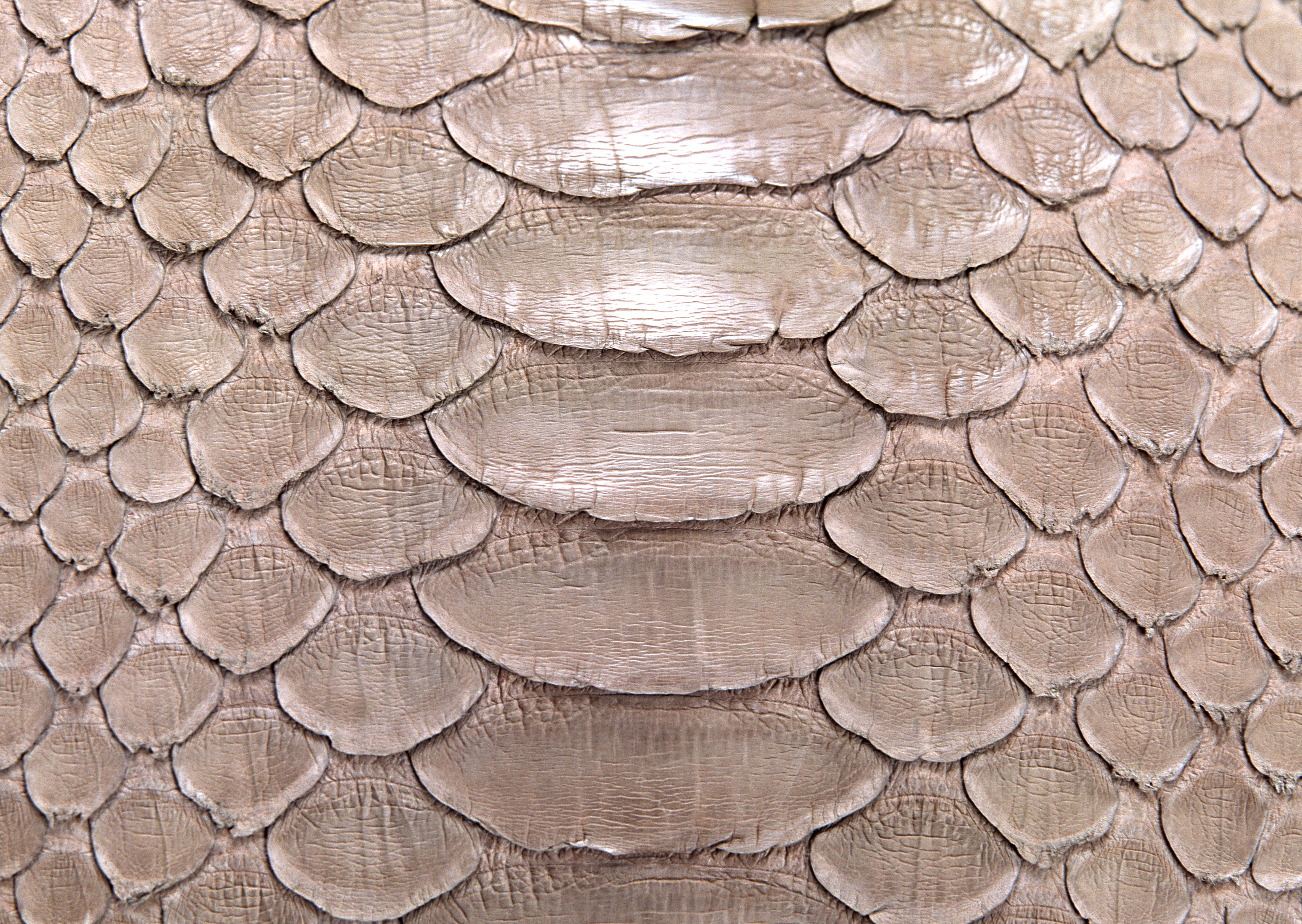 Snake leather texture background image download, snakes