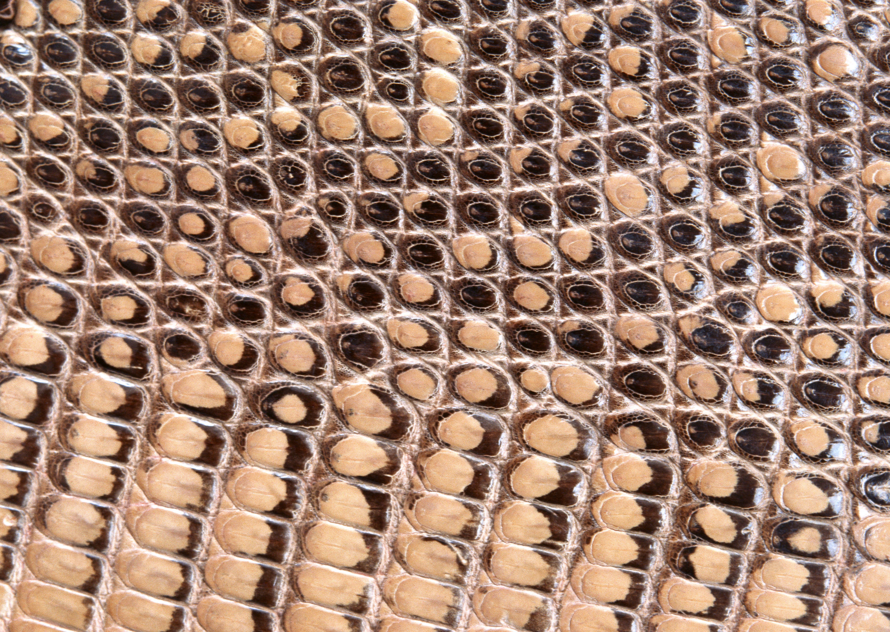 Snake leather texture background