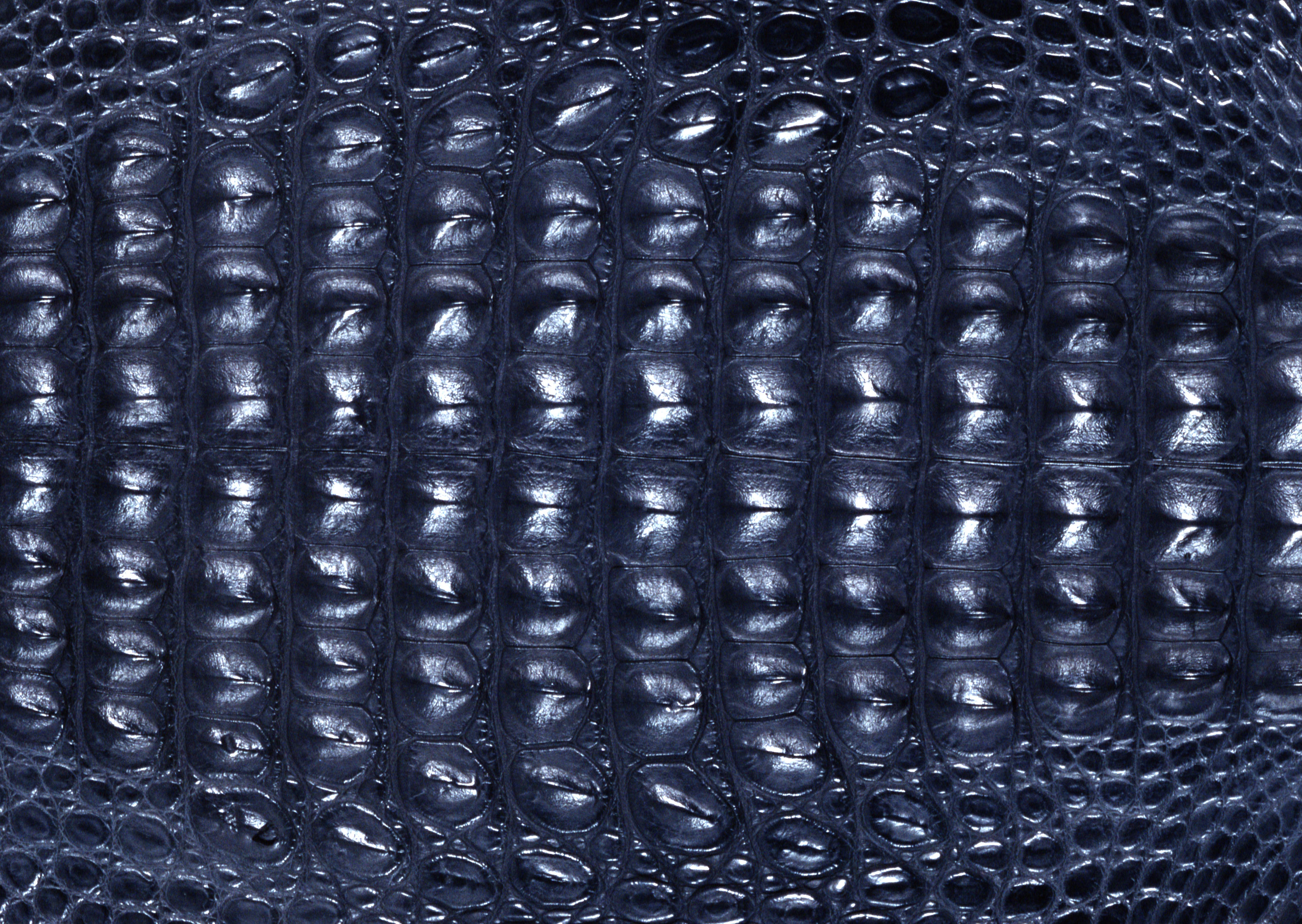 Snake leather texture background image