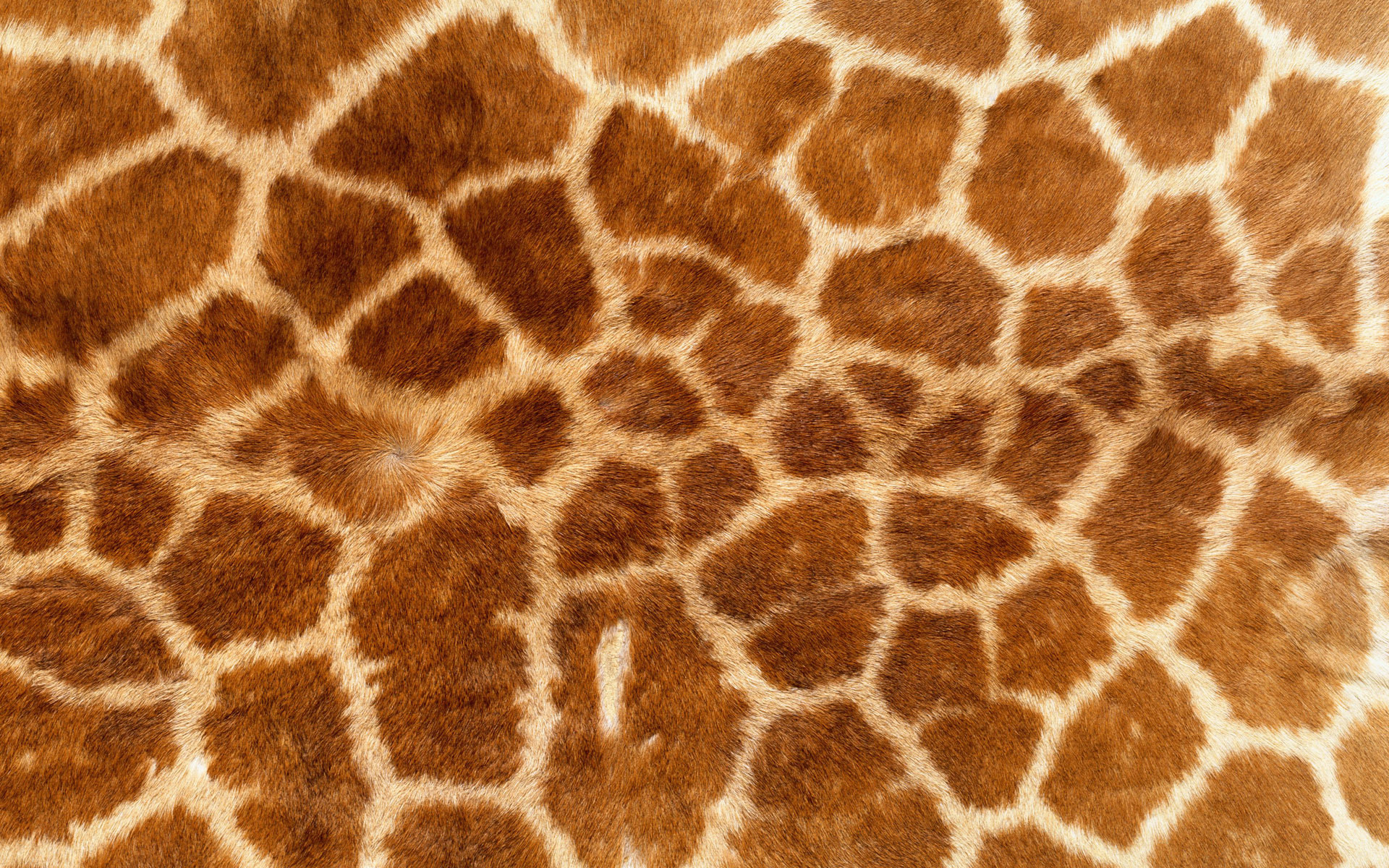 download, texture giraffe, photo, background