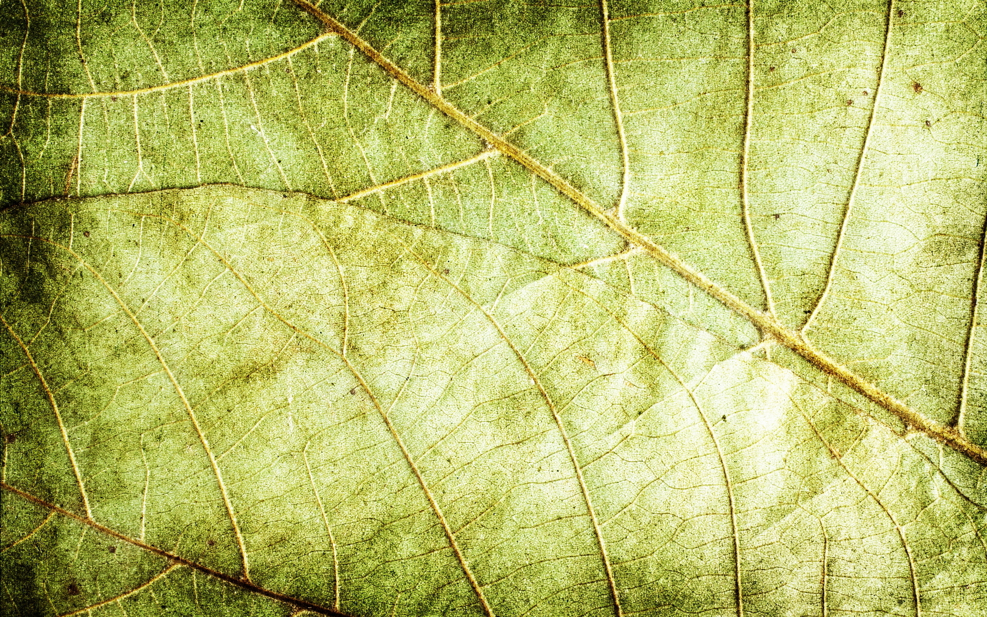 green dry leaves, download photo, background, texture