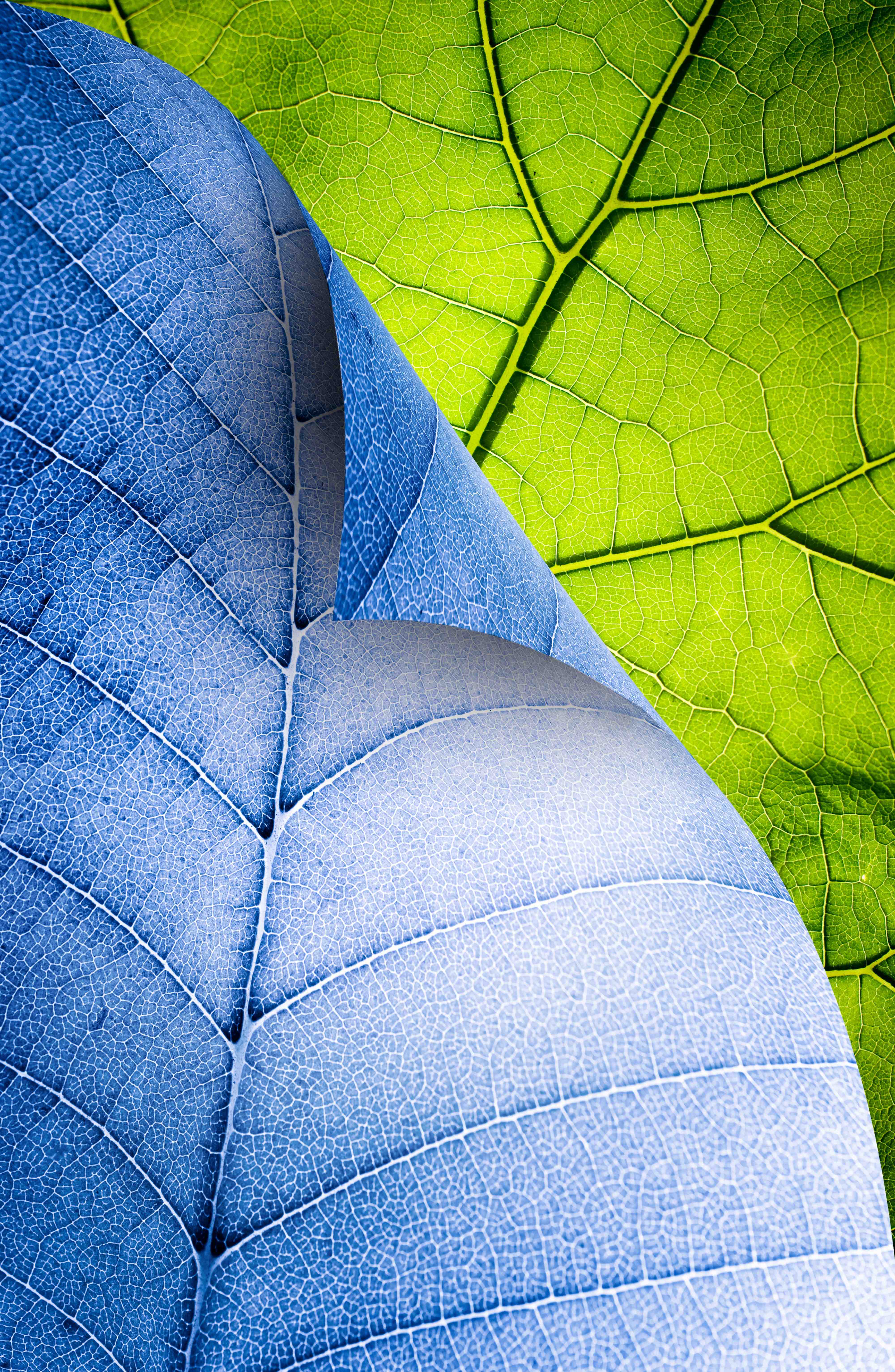 blue green leaf, download photo, texture, leaves