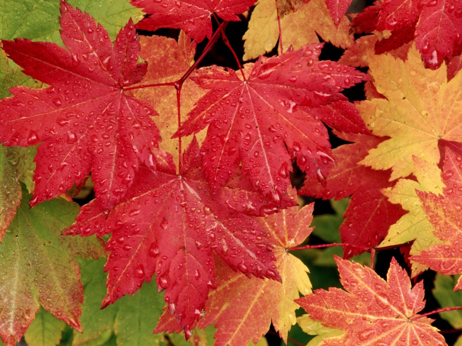 texture autumn leaf, autumn, foliage, download photo, leaves texture