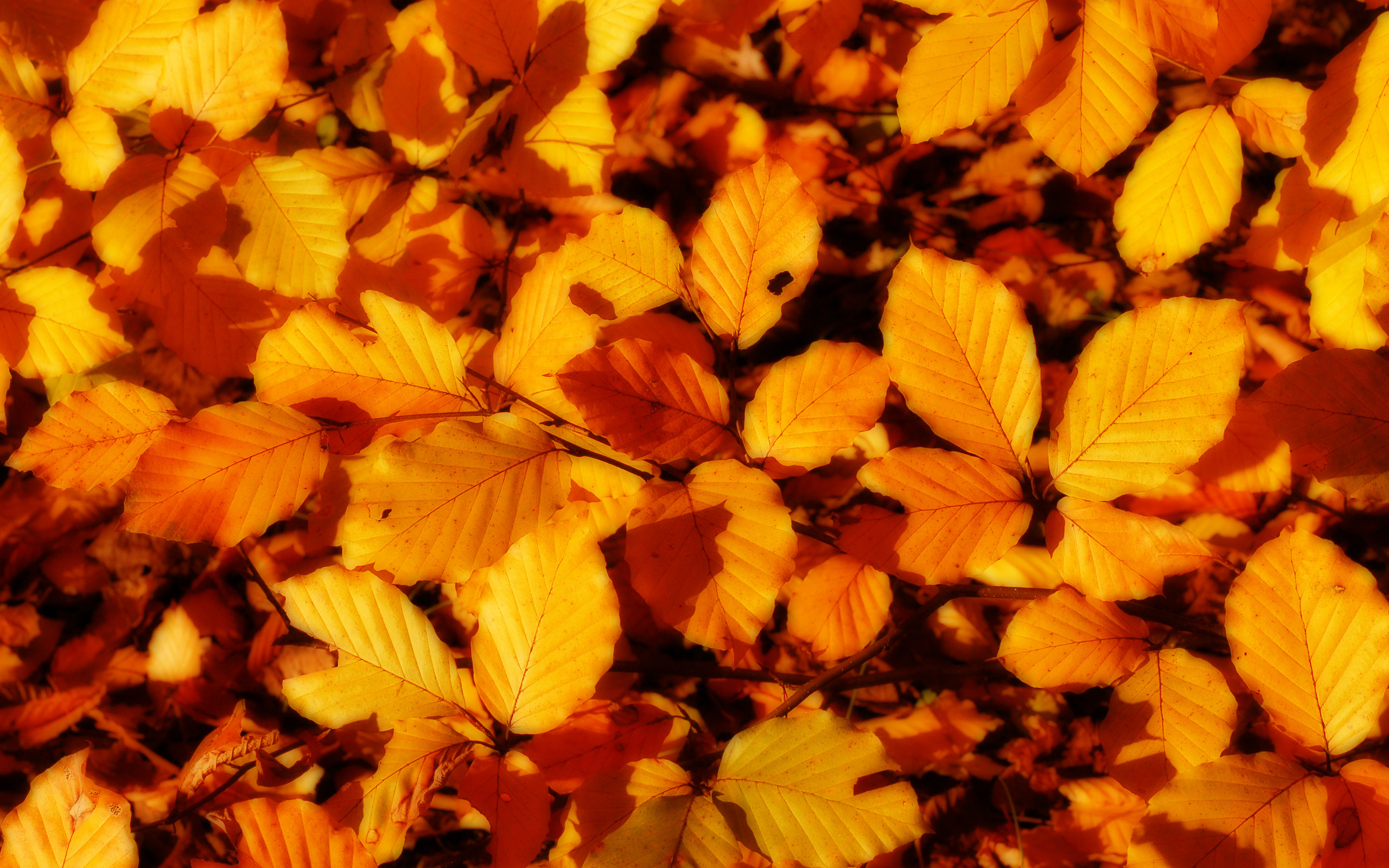 texture leaves, autumn, foliage, download photo, leaves texture