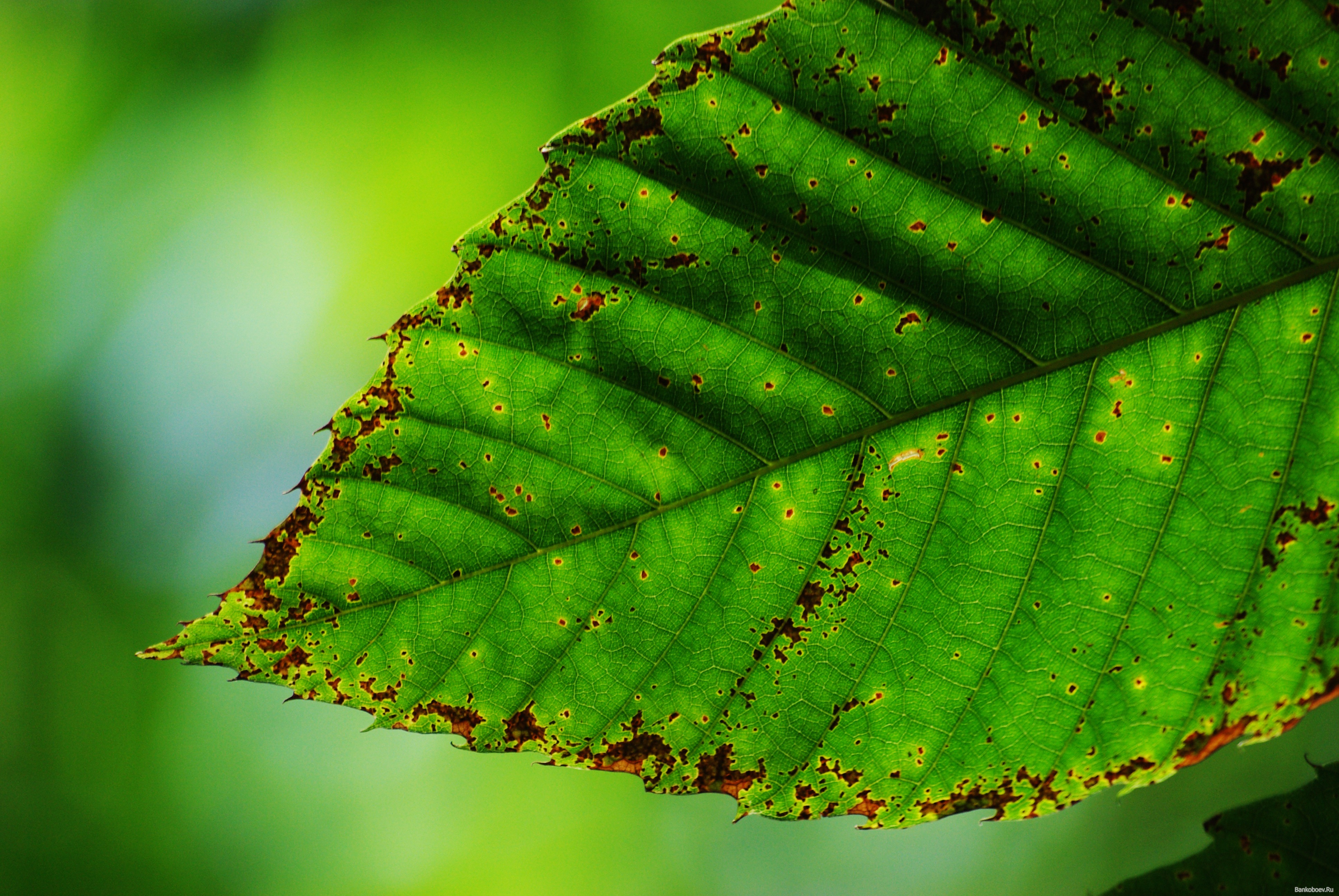 green leaf, download photo, texture, green leave texture, background