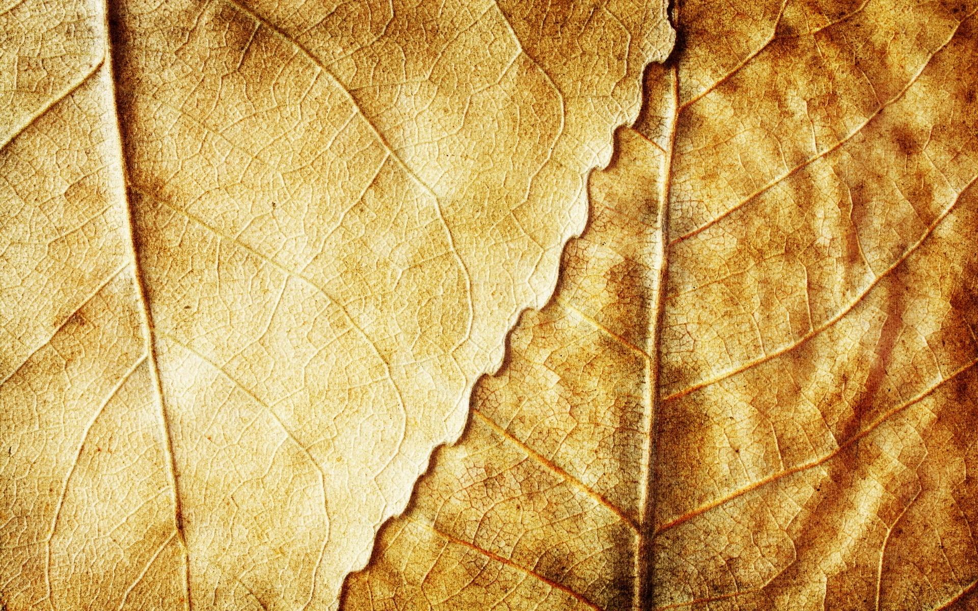 texture autumn, foliage, download photo, leaves texture