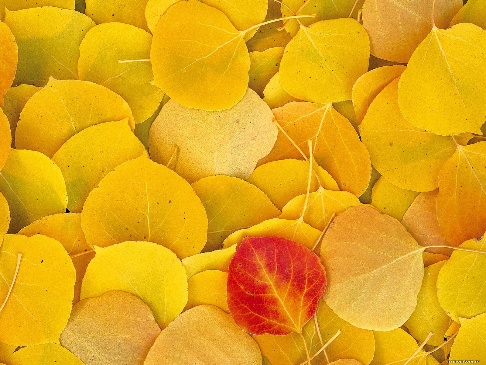 texture autumn, foliage, download photo, leaves texture, yellow leaves