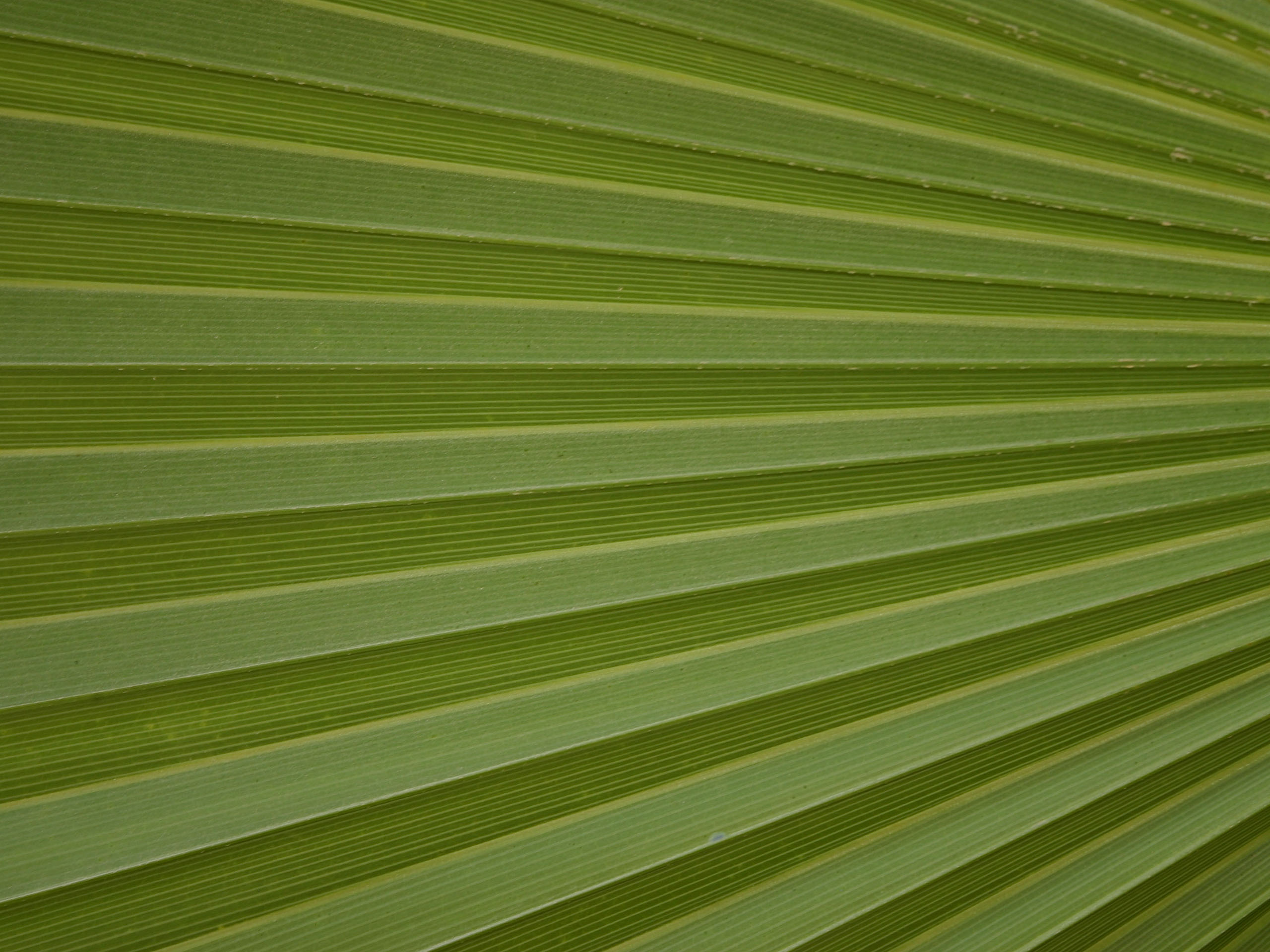 leaf palm, green leaf, download photo, texture, green leave texture, background