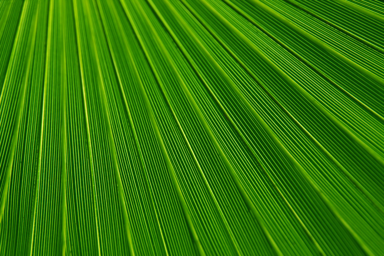 palm tree leaf texture, download photo background, texture